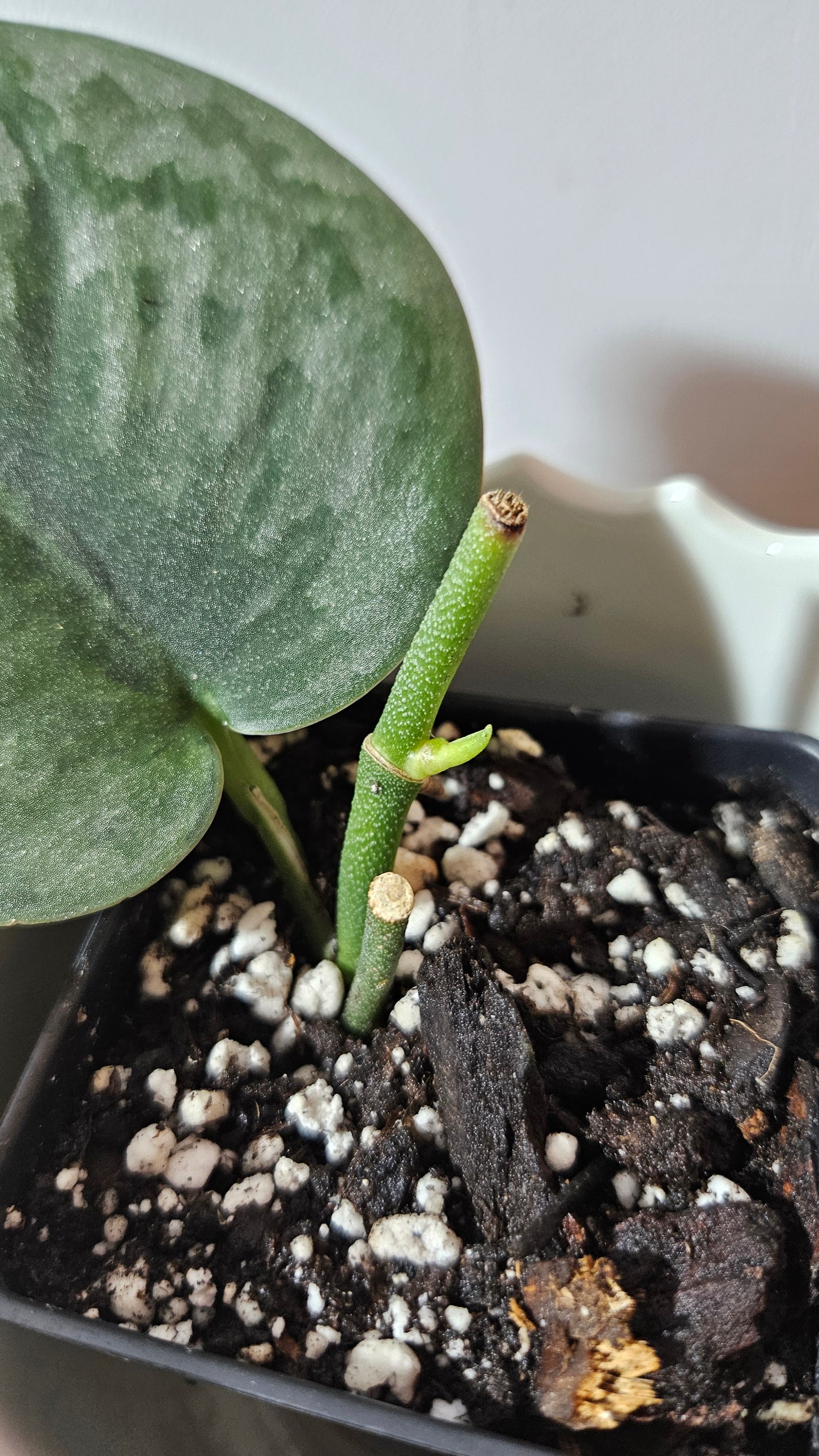 Scindapsus Venom (SCI-1018)