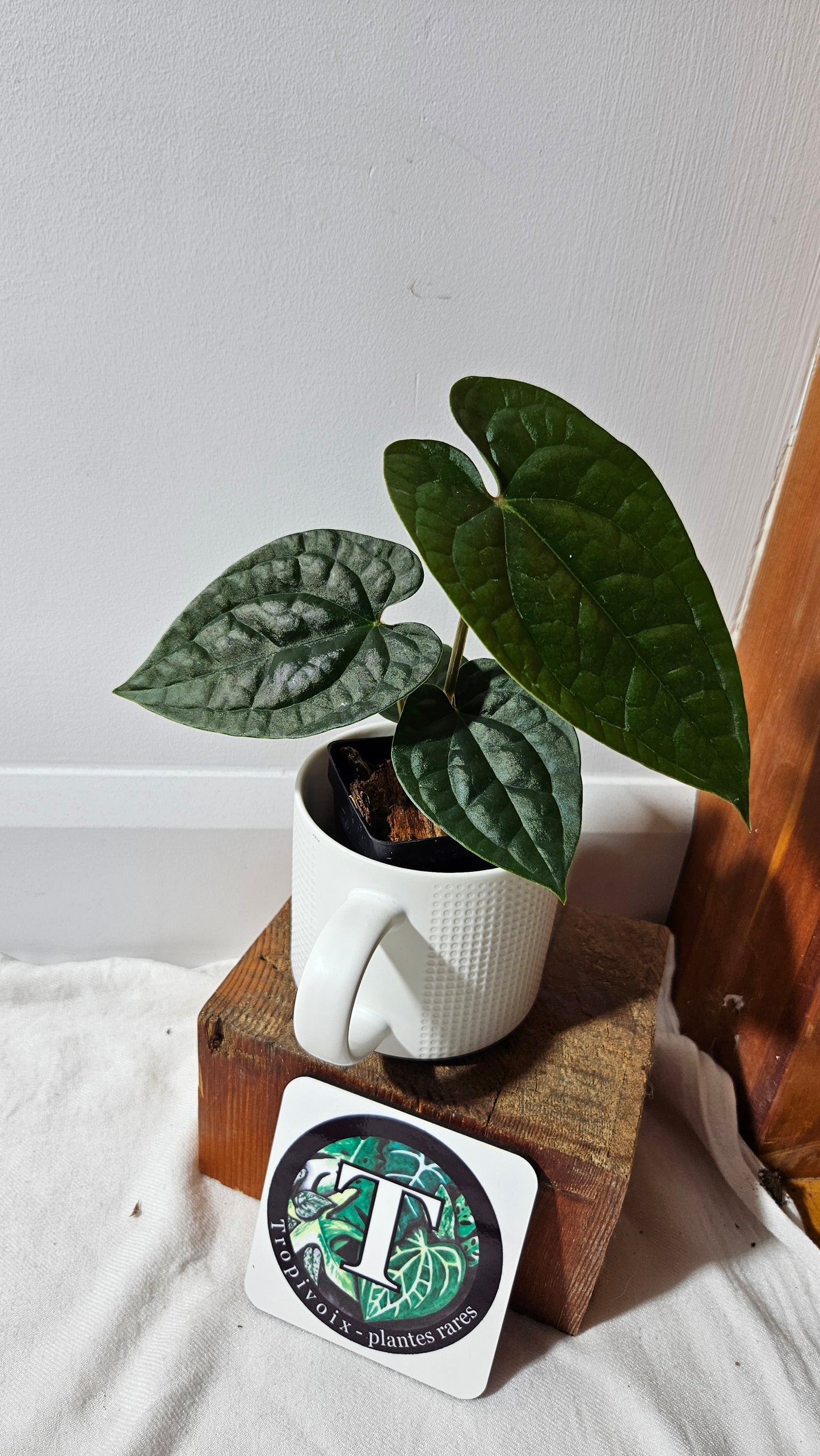 Anthurium Magnificum X AOS X Luxurians "format MOYEN" (ANT-636)