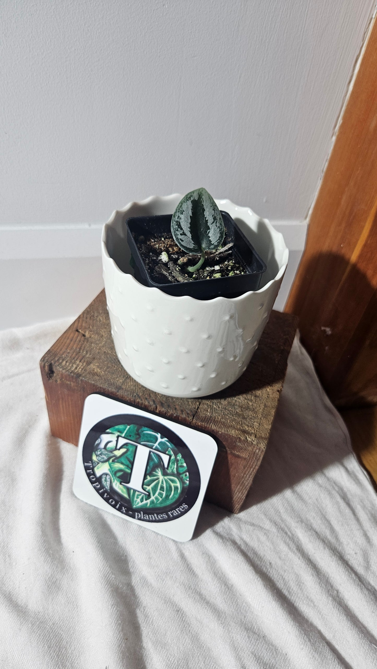 Scindapsus Sparkling (SCI-929)