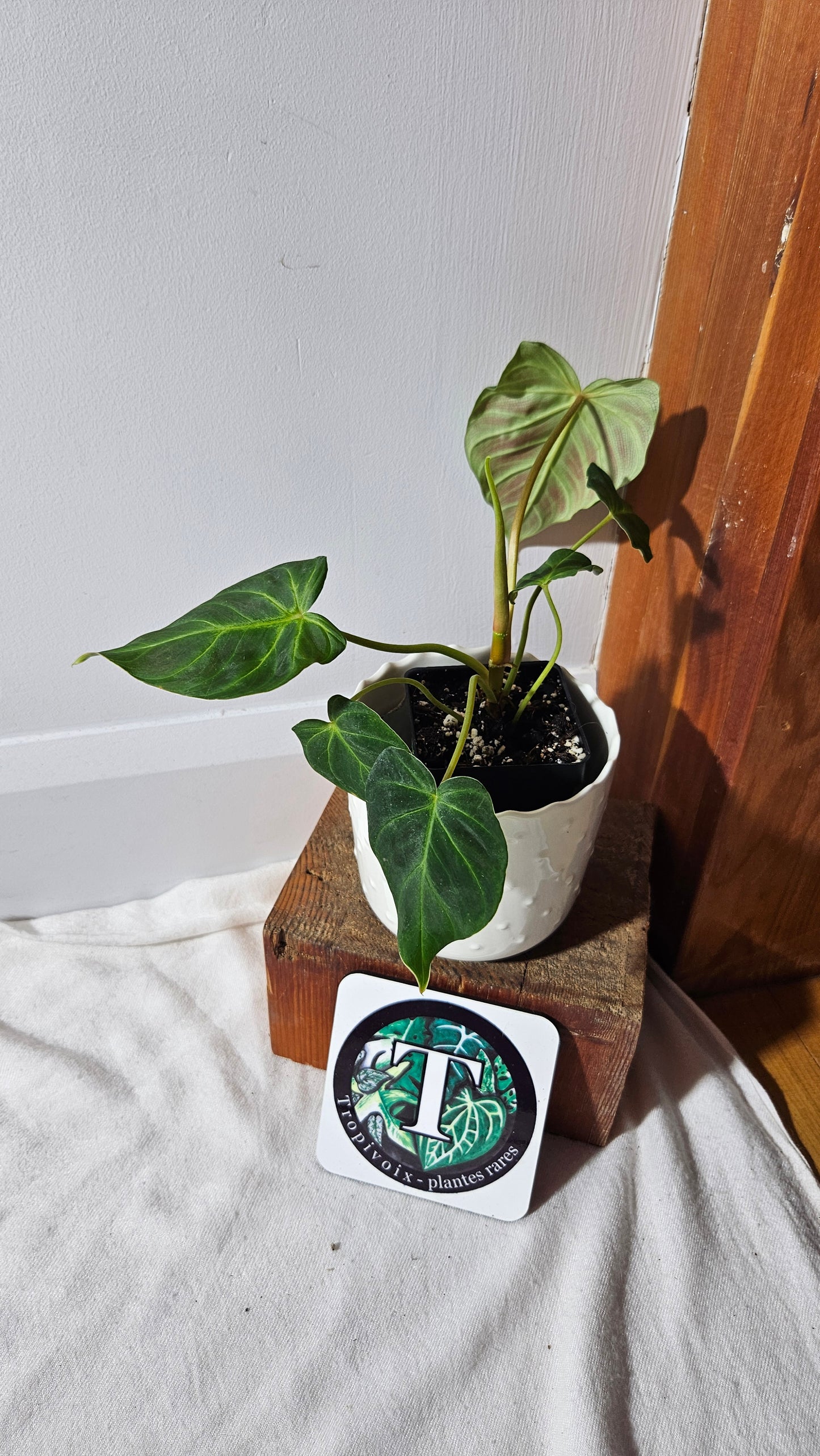 Philodendron Verrucosum Melon (PHI-792)