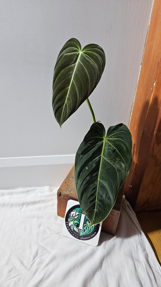 Philodendron Melanochrysum "Large"(PHI-864)