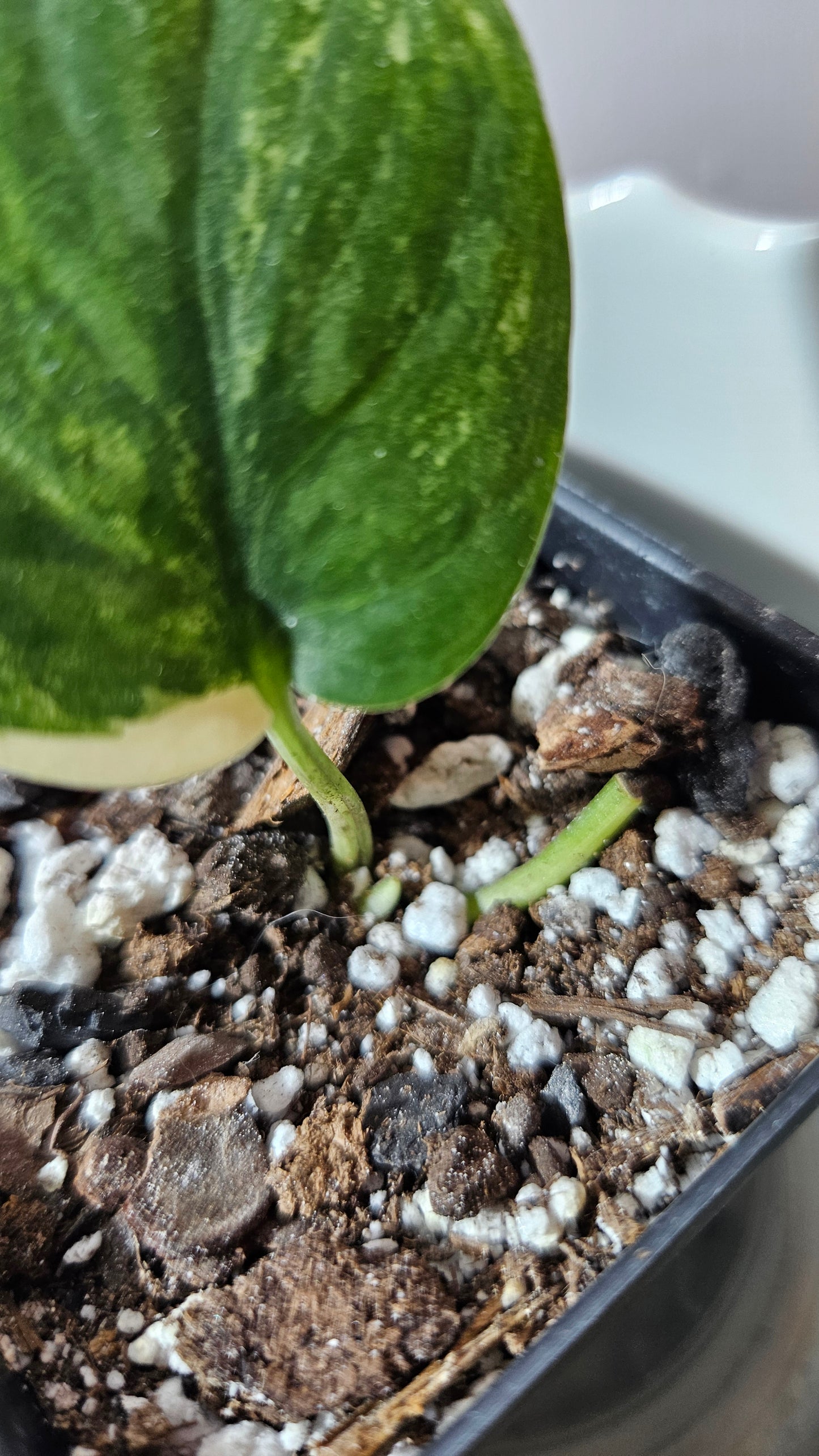 Scindapsus Silver Tattoo Variegata (SCI-752)