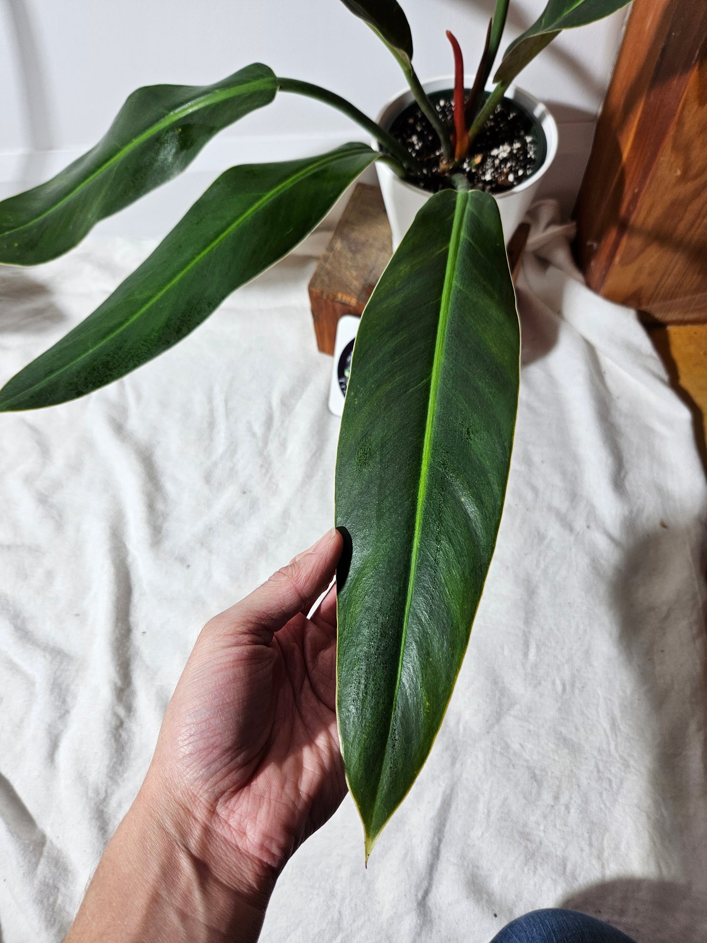 Philodendron Ruizii (PHI-417)