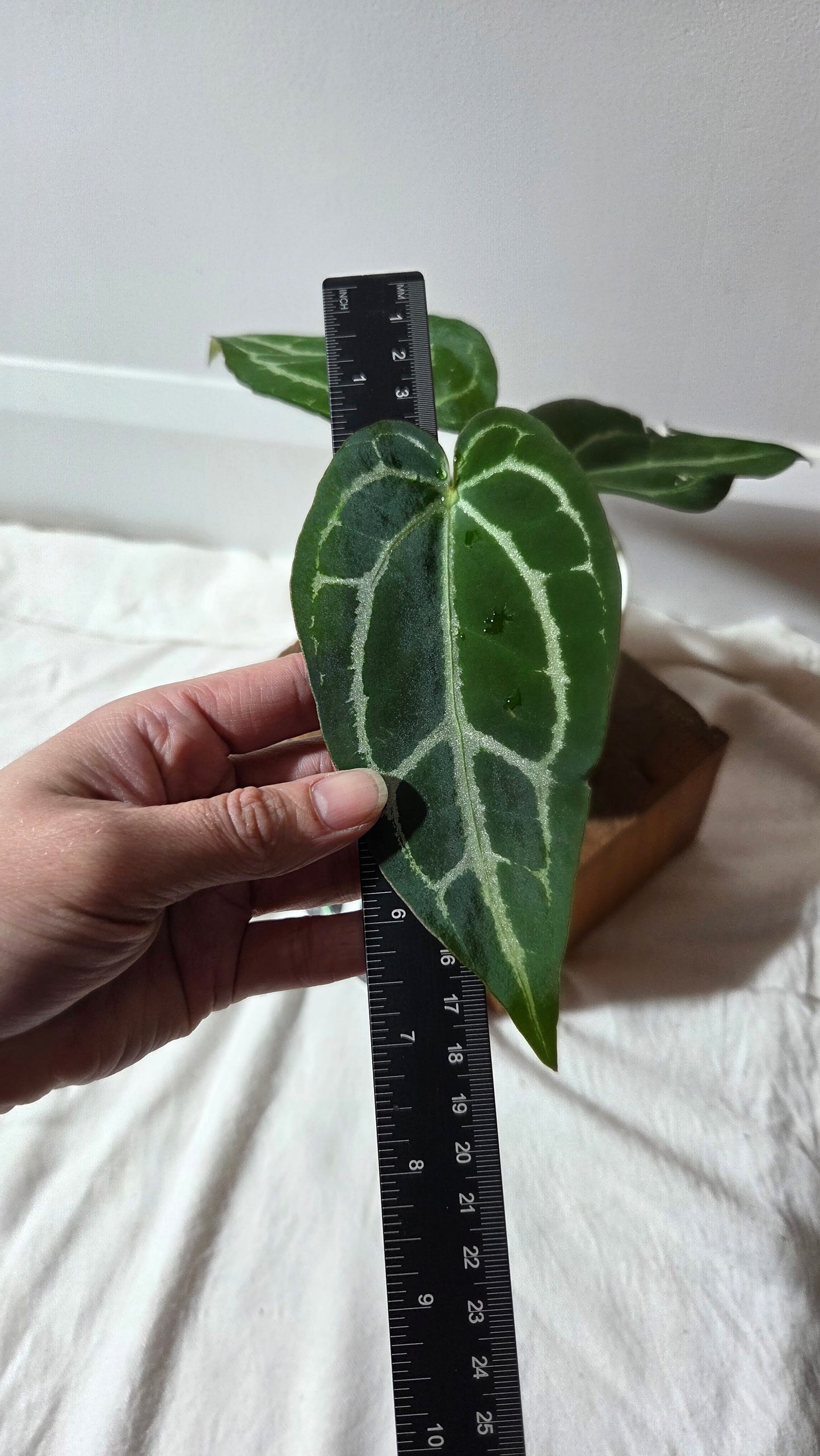 Anthurium Crystallinum Chocolate X Michelle "format MOYEN" (ANT-672)