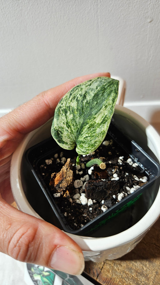 Scindapsus Silver Satin albo (SCI-1148)