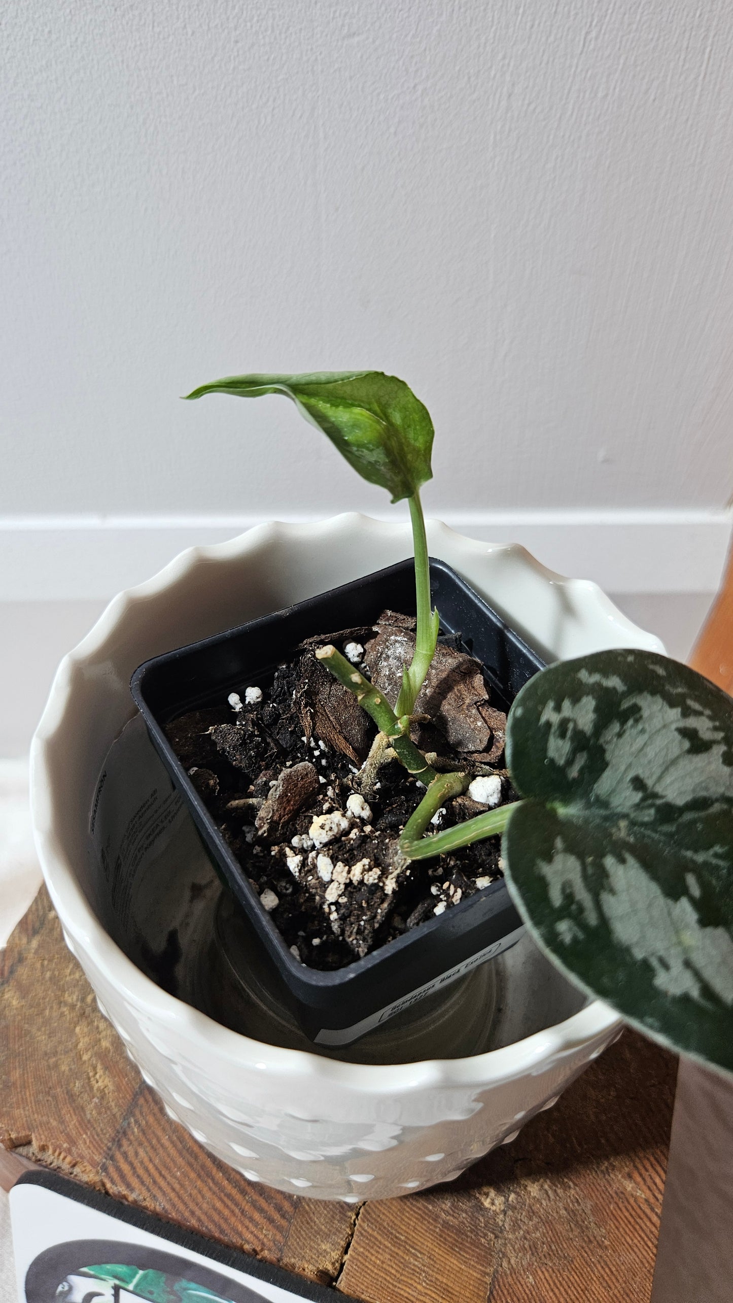 Scindapsus Black Exotica (SCI-1327)