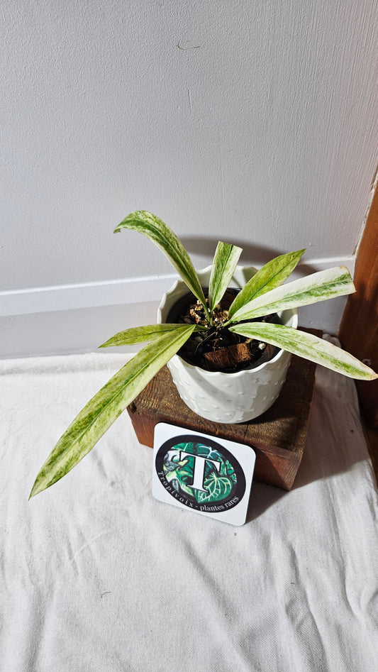 Anthurium Vittarifolium Variegata "format PETIT" (ANT-557)