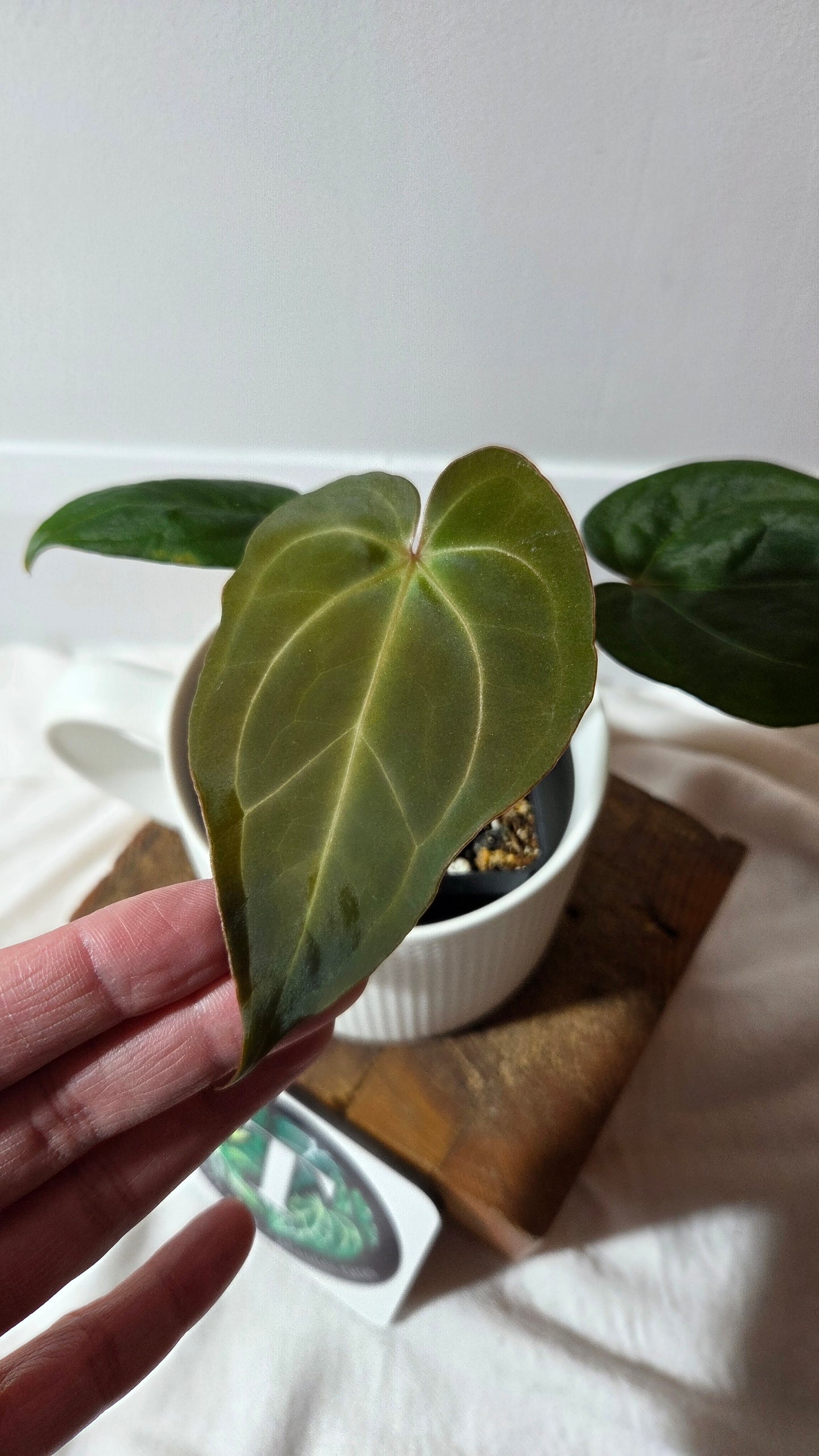 Anthurium Hoffmanii "format PETIT" (ANT-655)