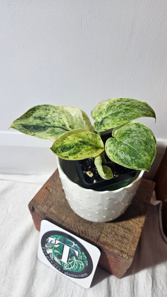 Scindapsus Tembaga (SCI-954)