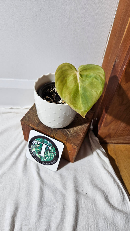 Philodendron Dean McDowell (PHI-829)