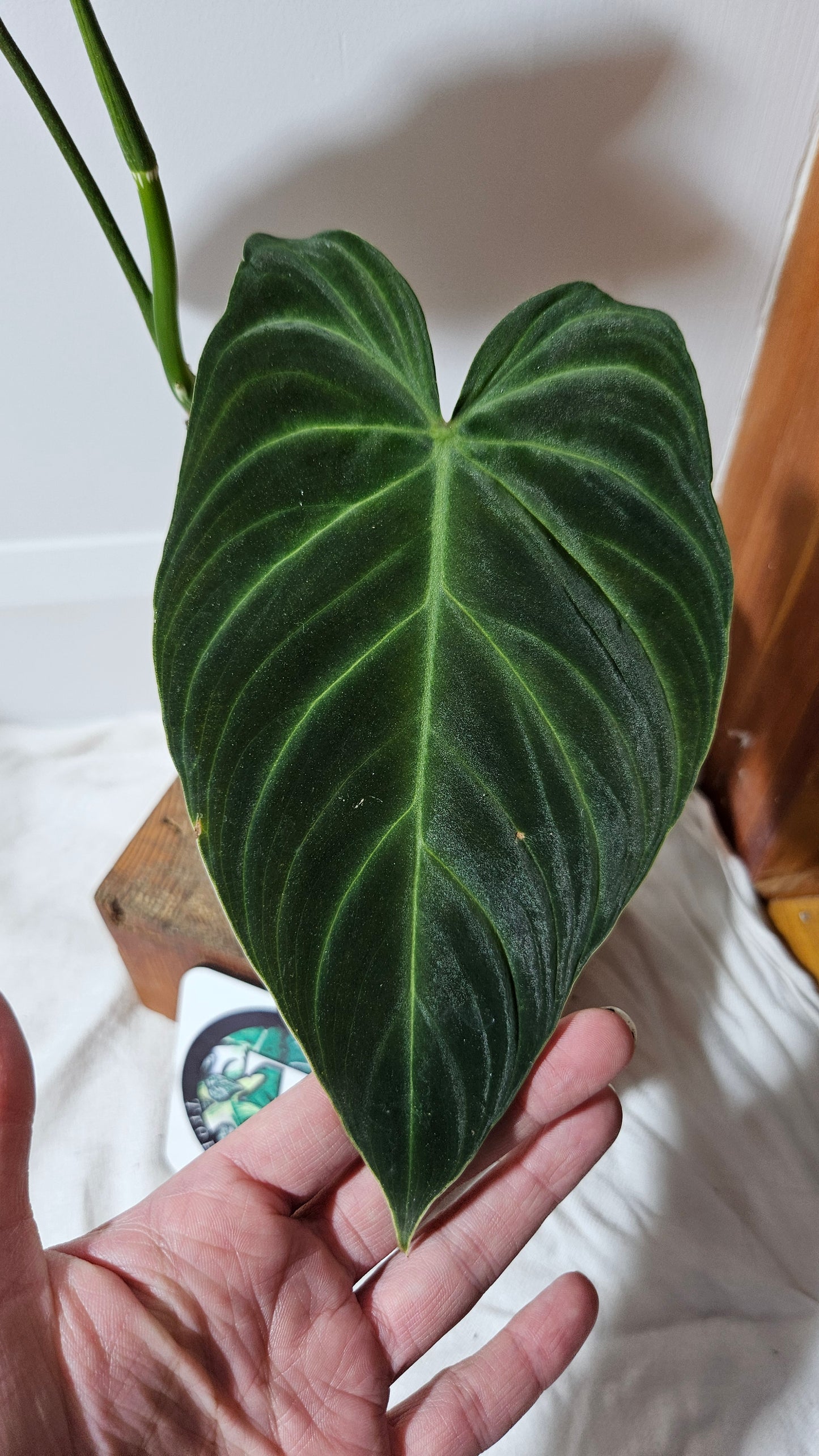 Philodendron Splendide (PHI-592)