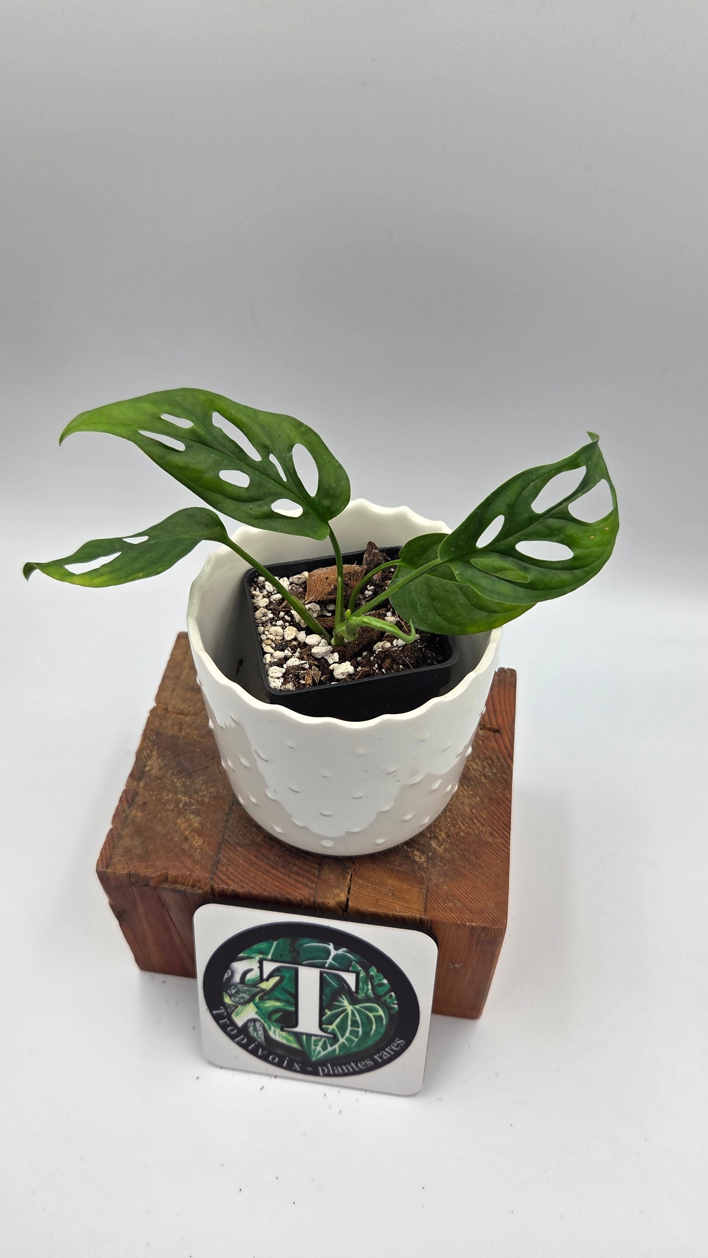 Monstera Obliqua Aff Cenepa (MON-549)