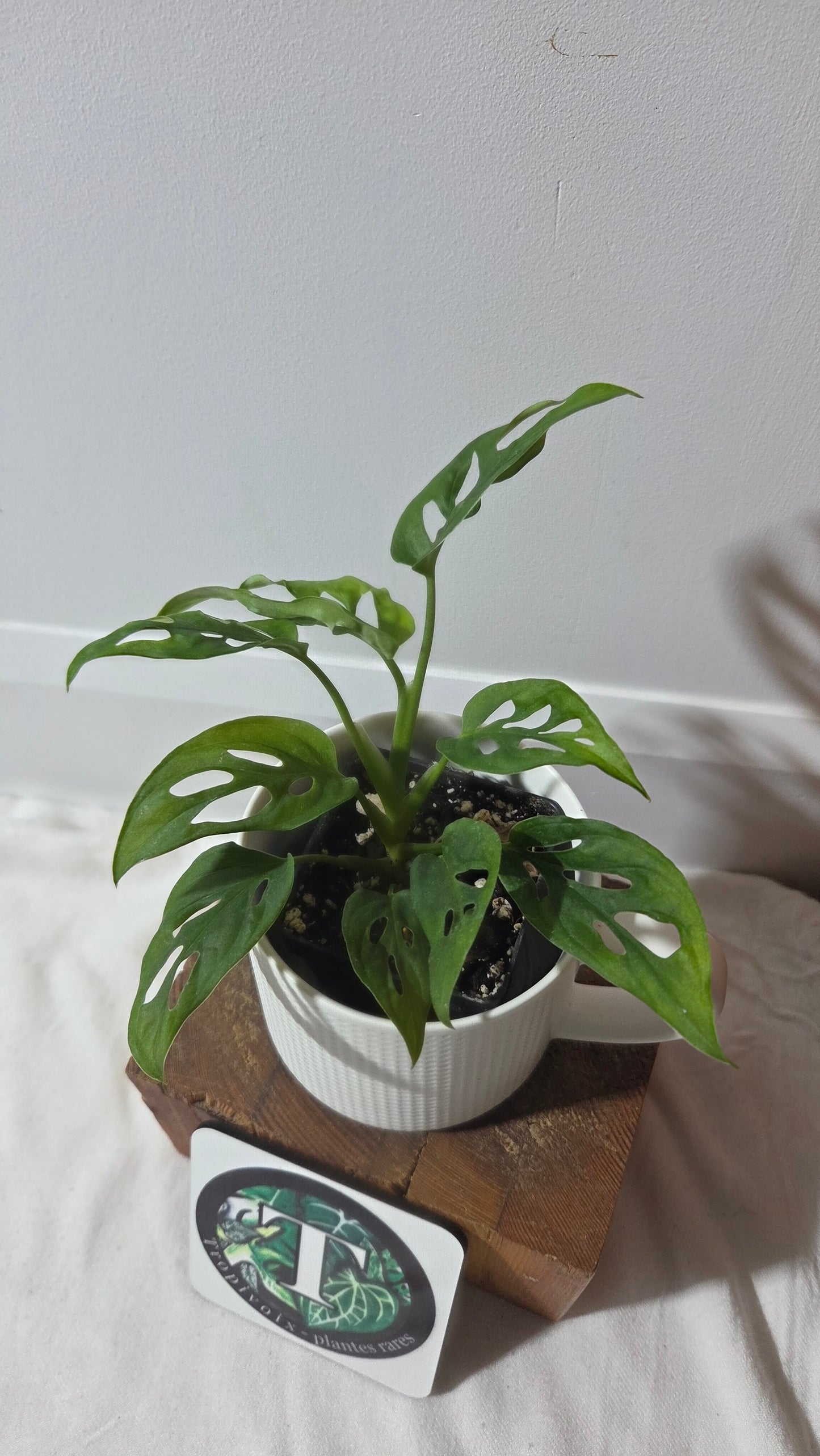 Monstera Obliqua Aff Cenepa (MON-238)
