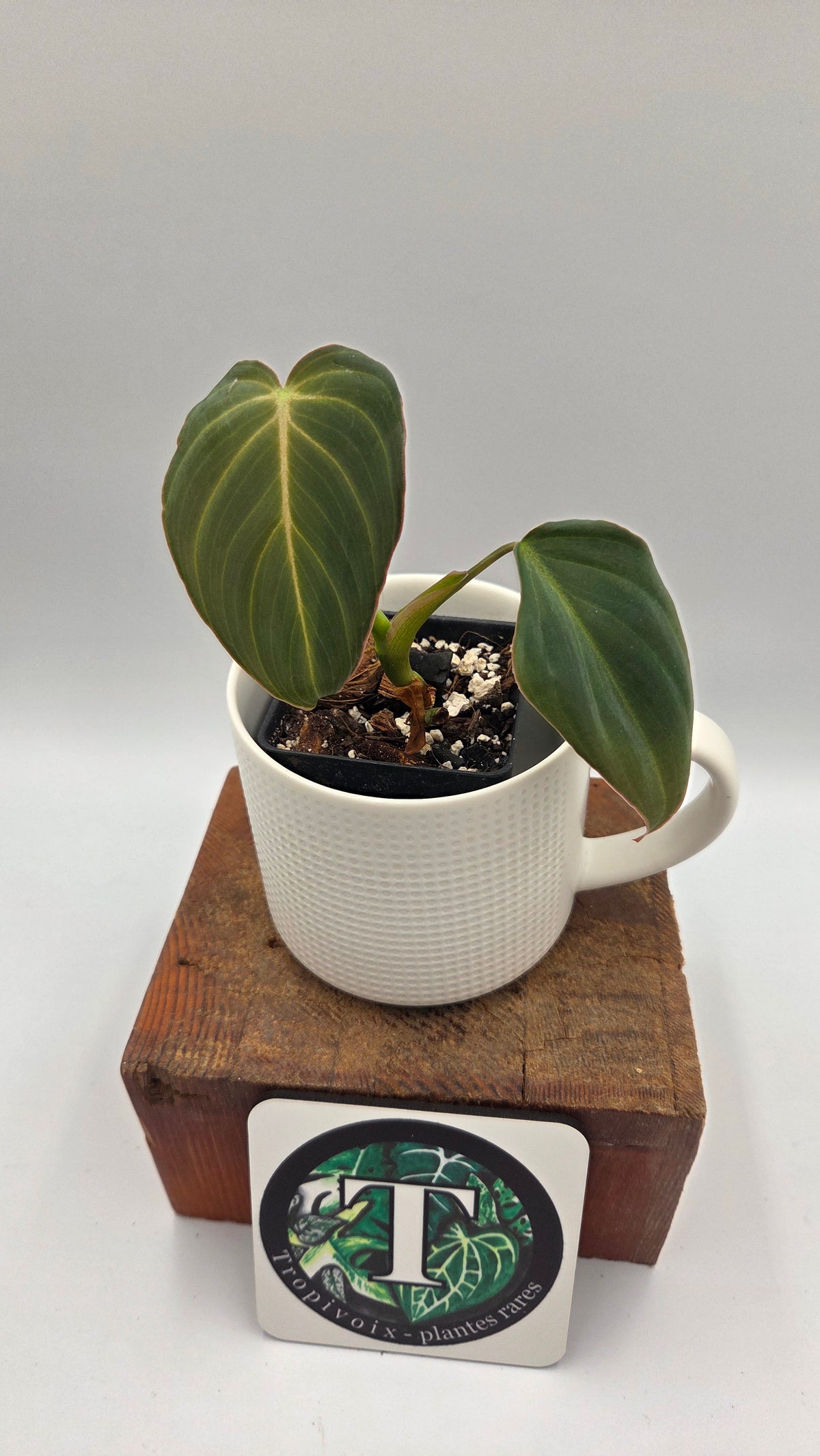 Philodendron Glorious (PHI-1097)