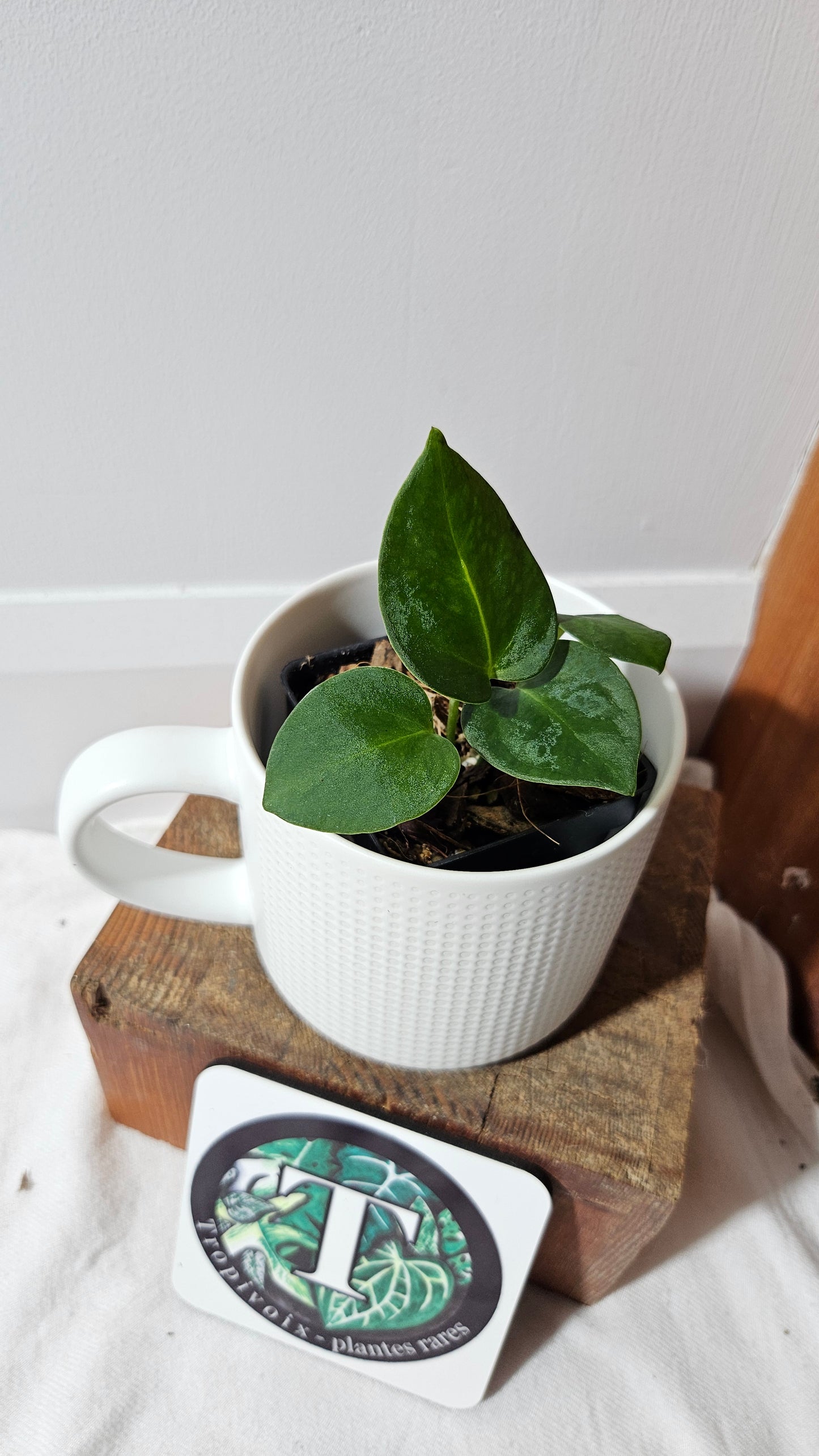 Anthurium Villenaorum X Warocqueanum  "format PETIT"(ANT-642)