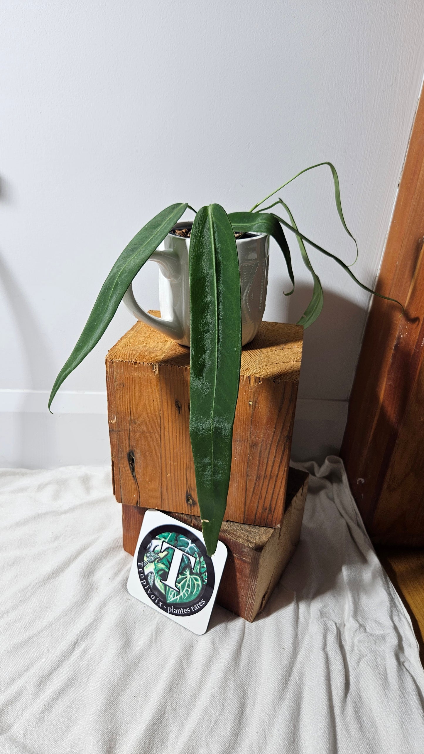 Anthurium Pallidiflorum "format MOYEN/LARGE"(ANT-195)