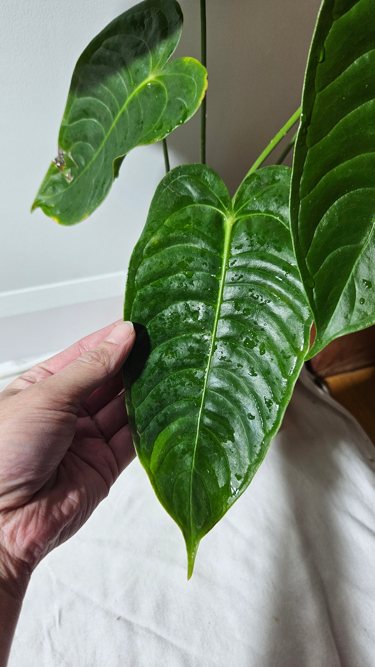 Anthurium Veitchii Narrow "format LARGE" (ANT-643)