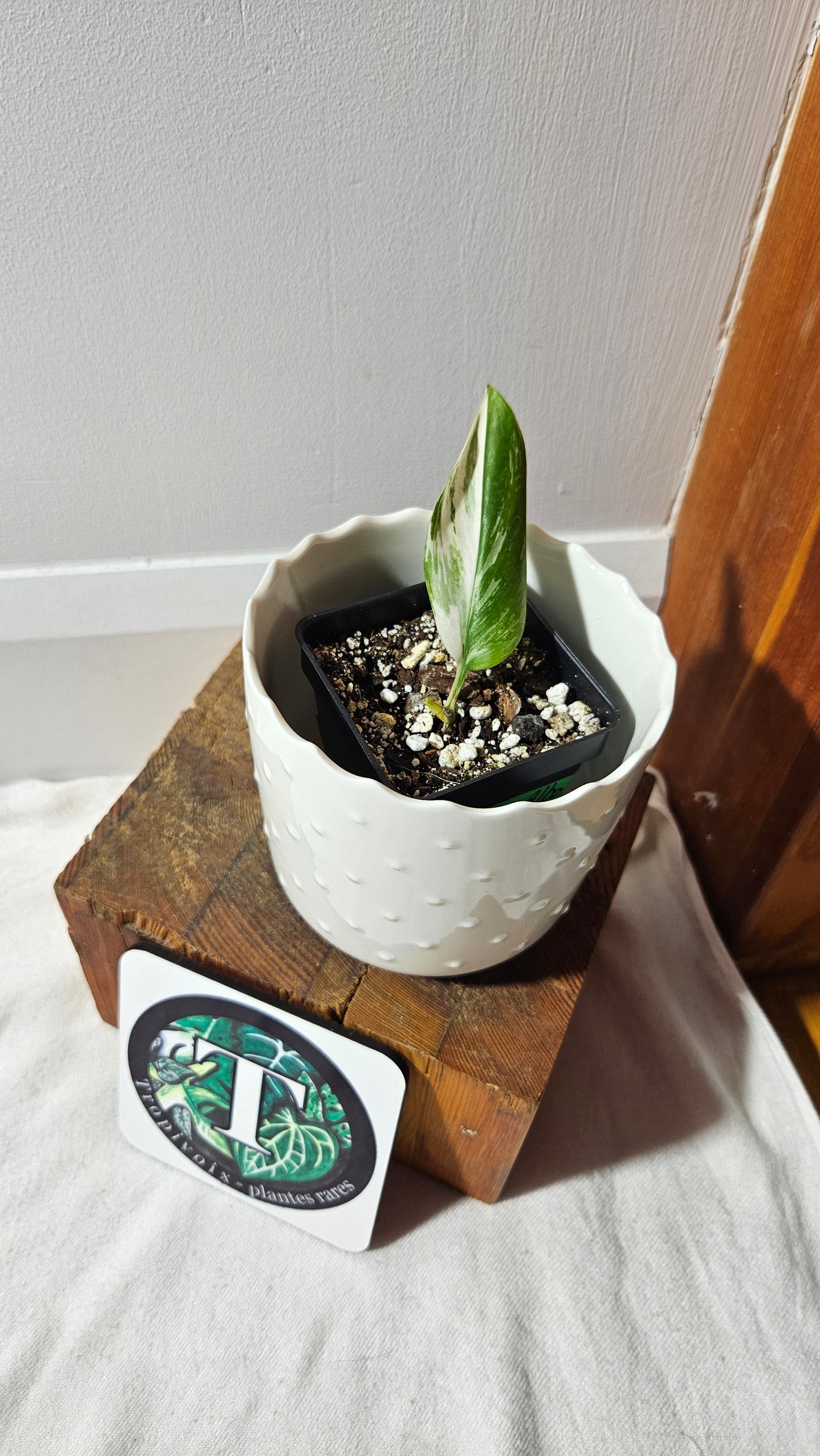 Scindapsus Moonlight Albo Narrow (SCI-736)