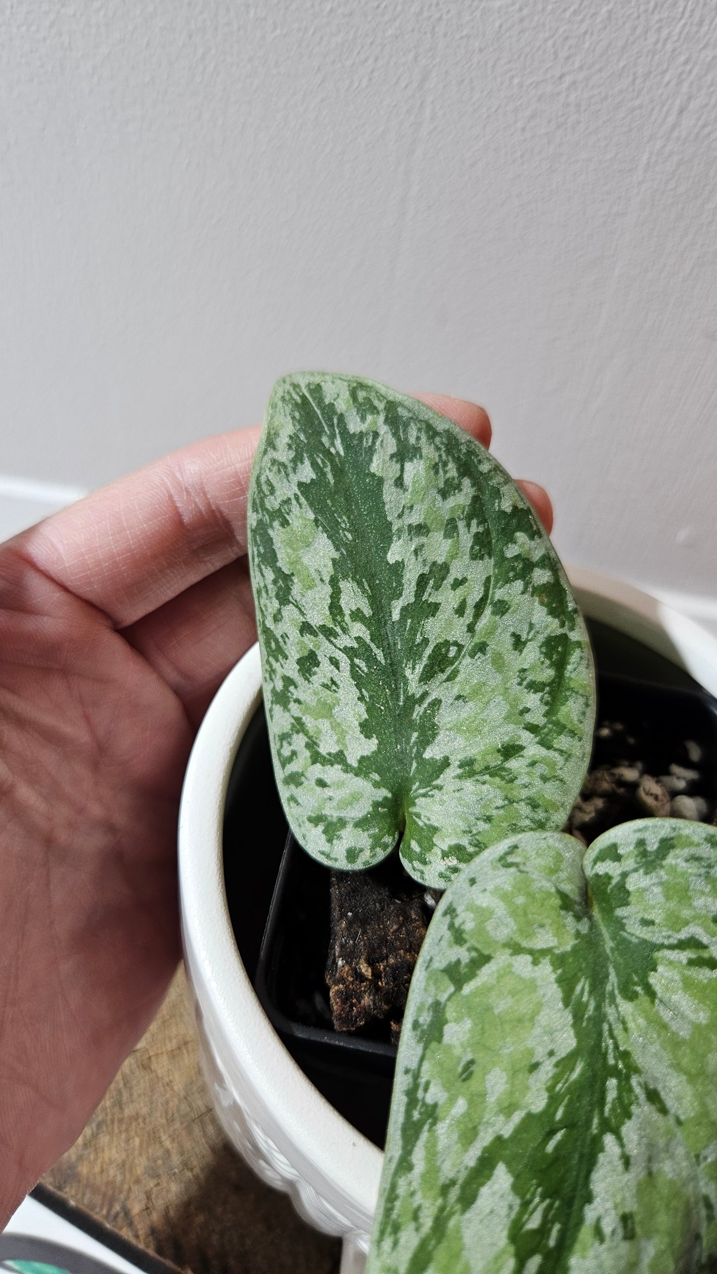 Scindapsus Tricolore silver Platinum (SCI-1121)