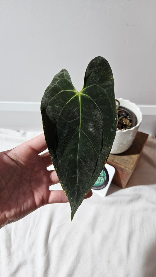 Anthurium  Papillilaminum Toucan Dark(d'équateur) "format MOYEN" (ANT-330)