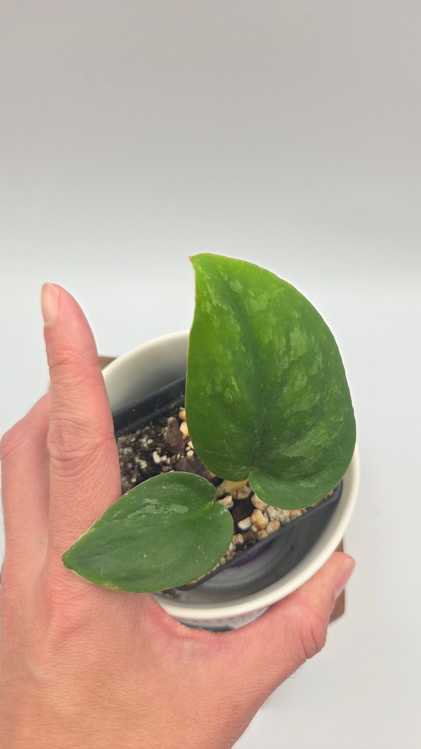 Scindapsus Silver Splash "Green on Green" (SCI-1487)