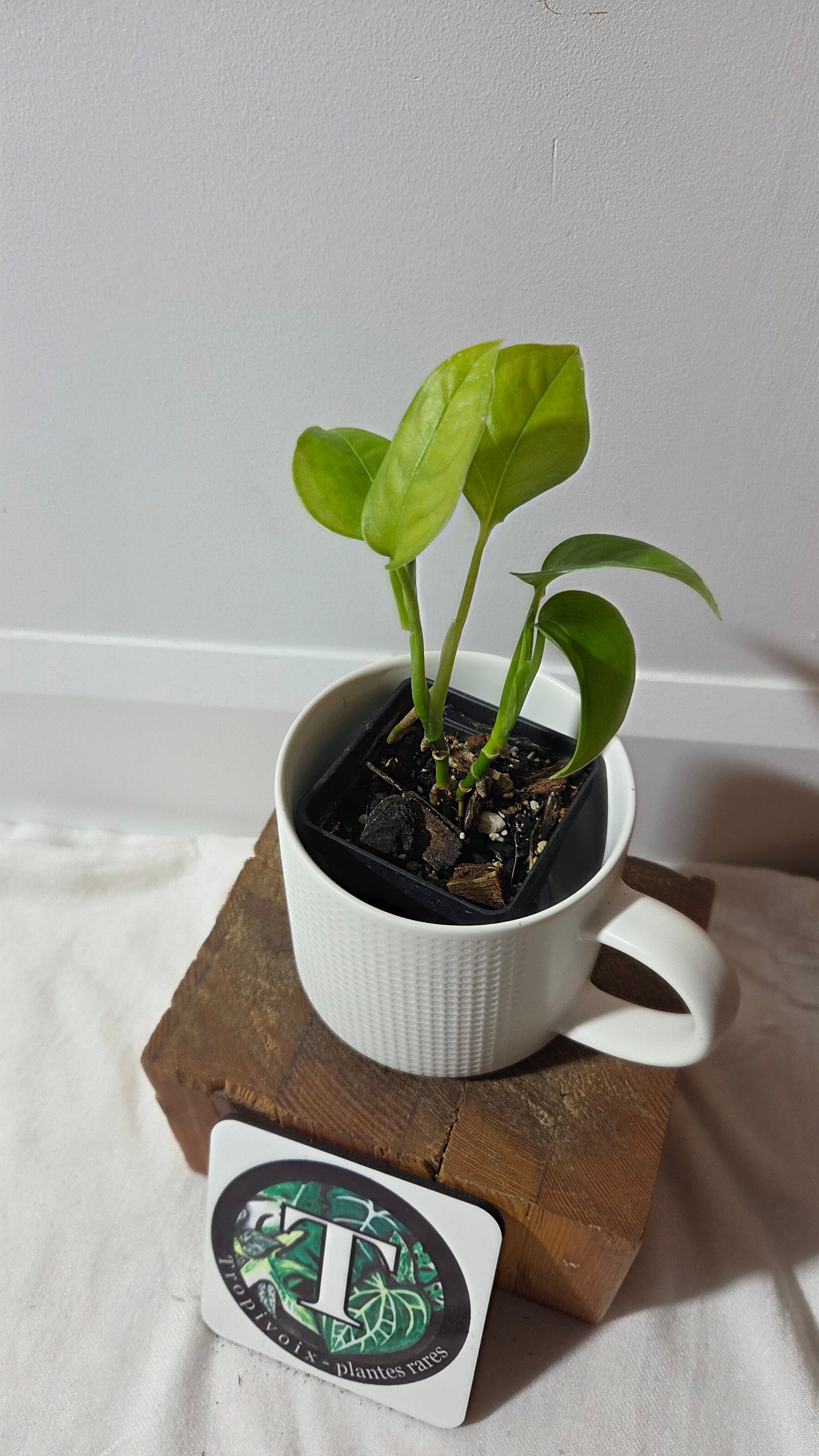 Monstera Obliqua Aff Limon (MON-311)