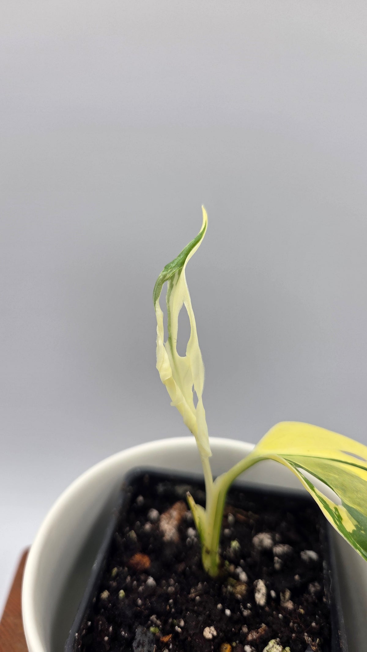 Monstera Andasonii Tricolore (MON-580)
