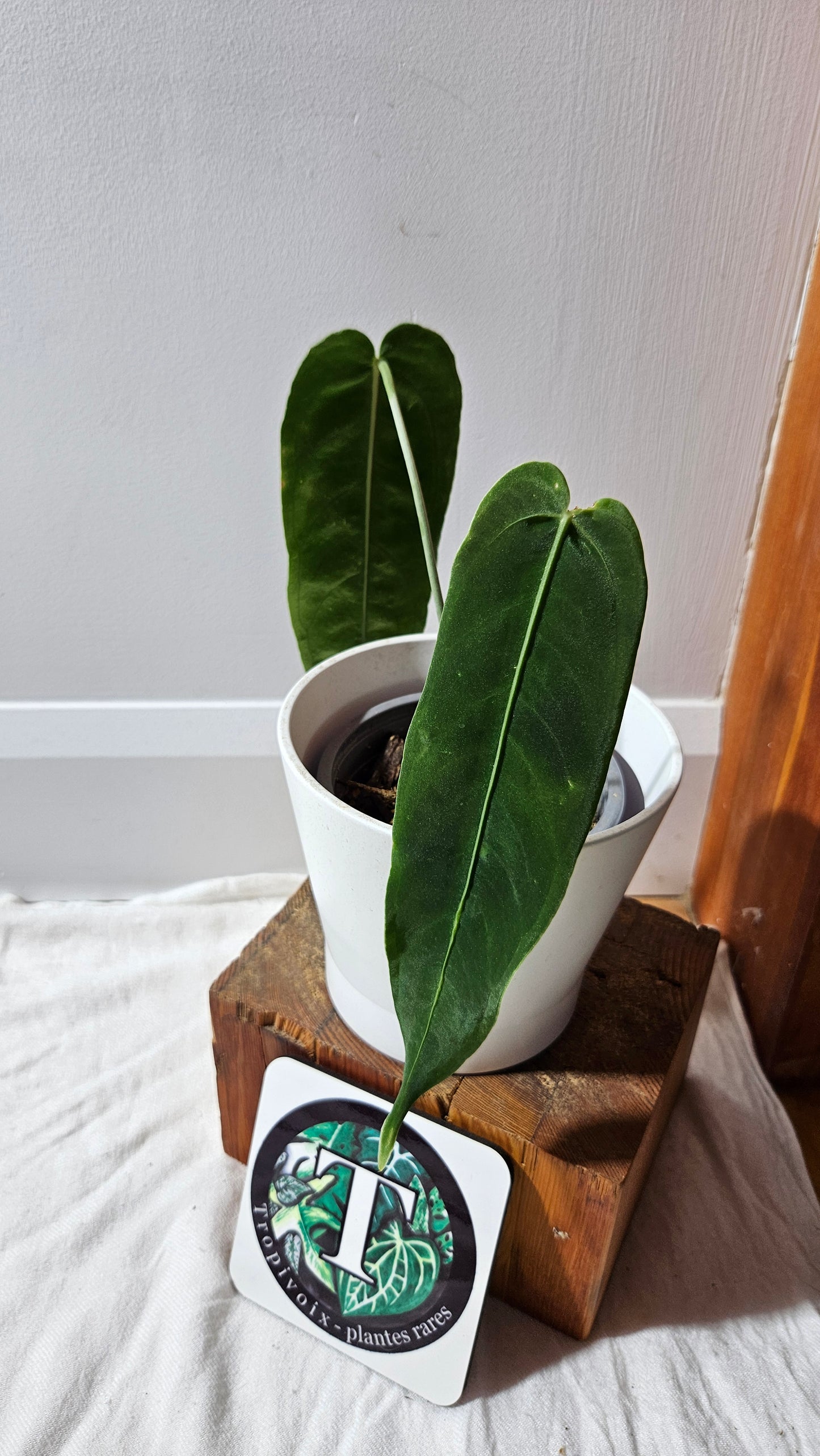 Anthurium Cirinoi X Warocqueanum "format MOYEN" (ANT-625)