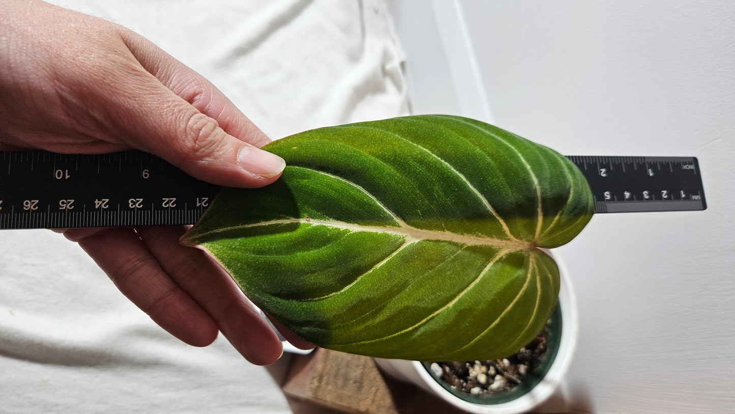 Philodendron Gloriosum Dark (PHI-782)