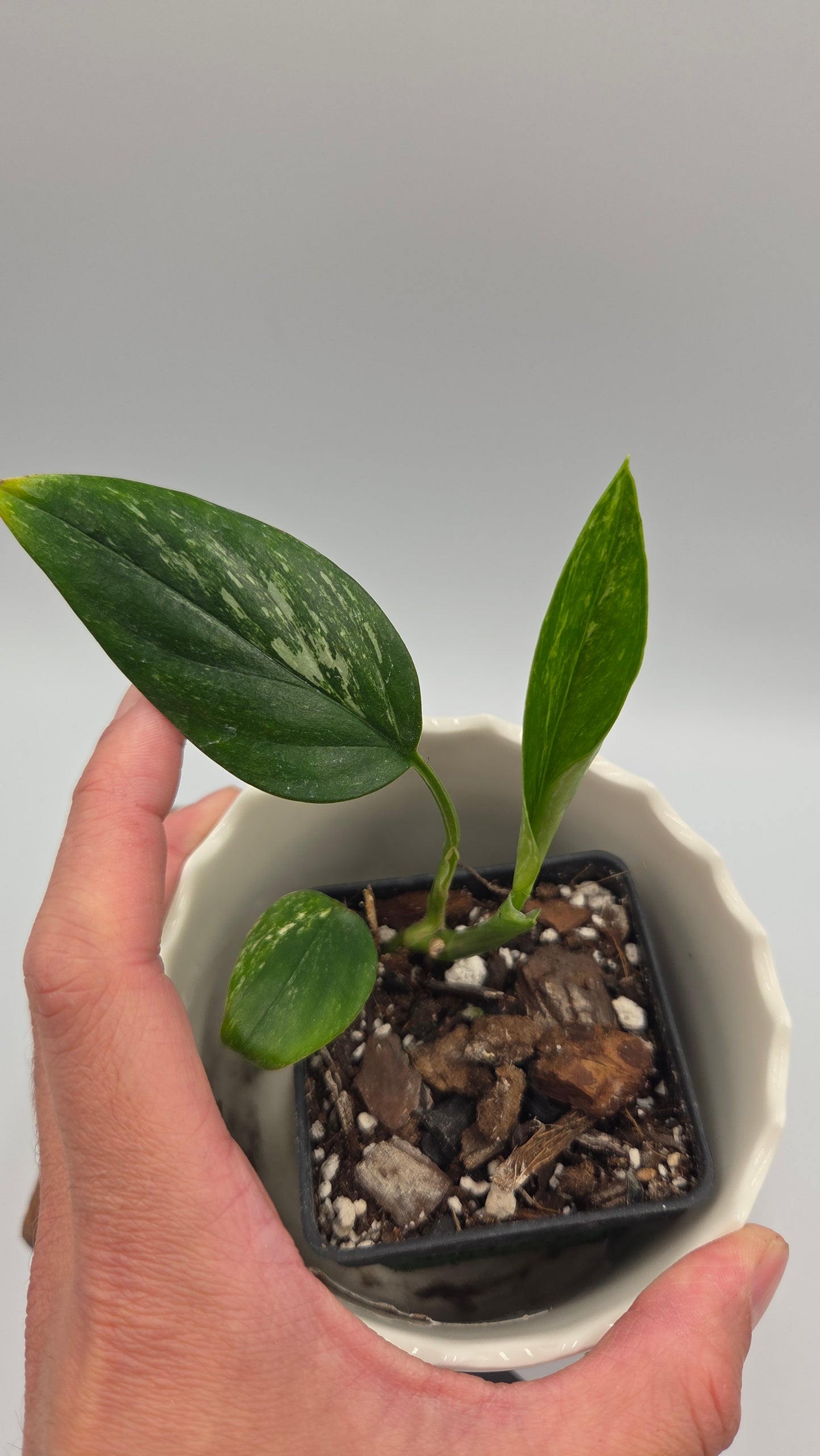 Monstera Standleyana Aurea (MON-547)