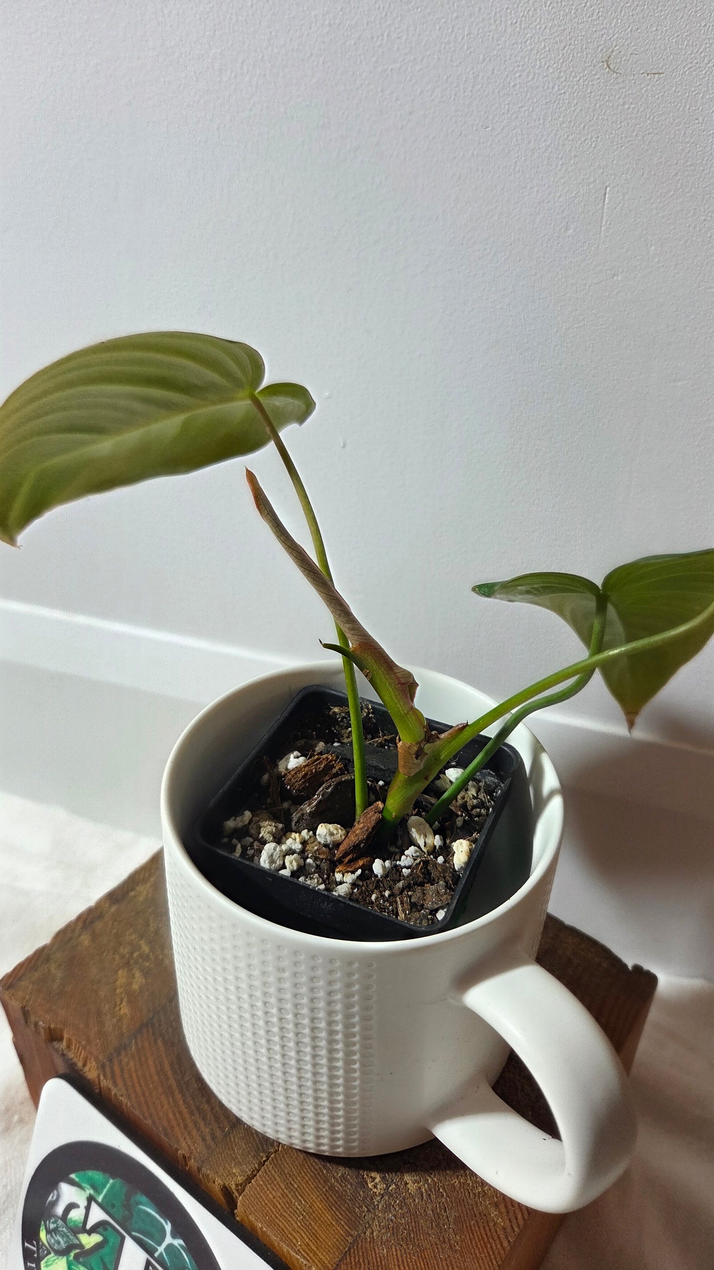 Philodendron Glorious (PHI-1009)