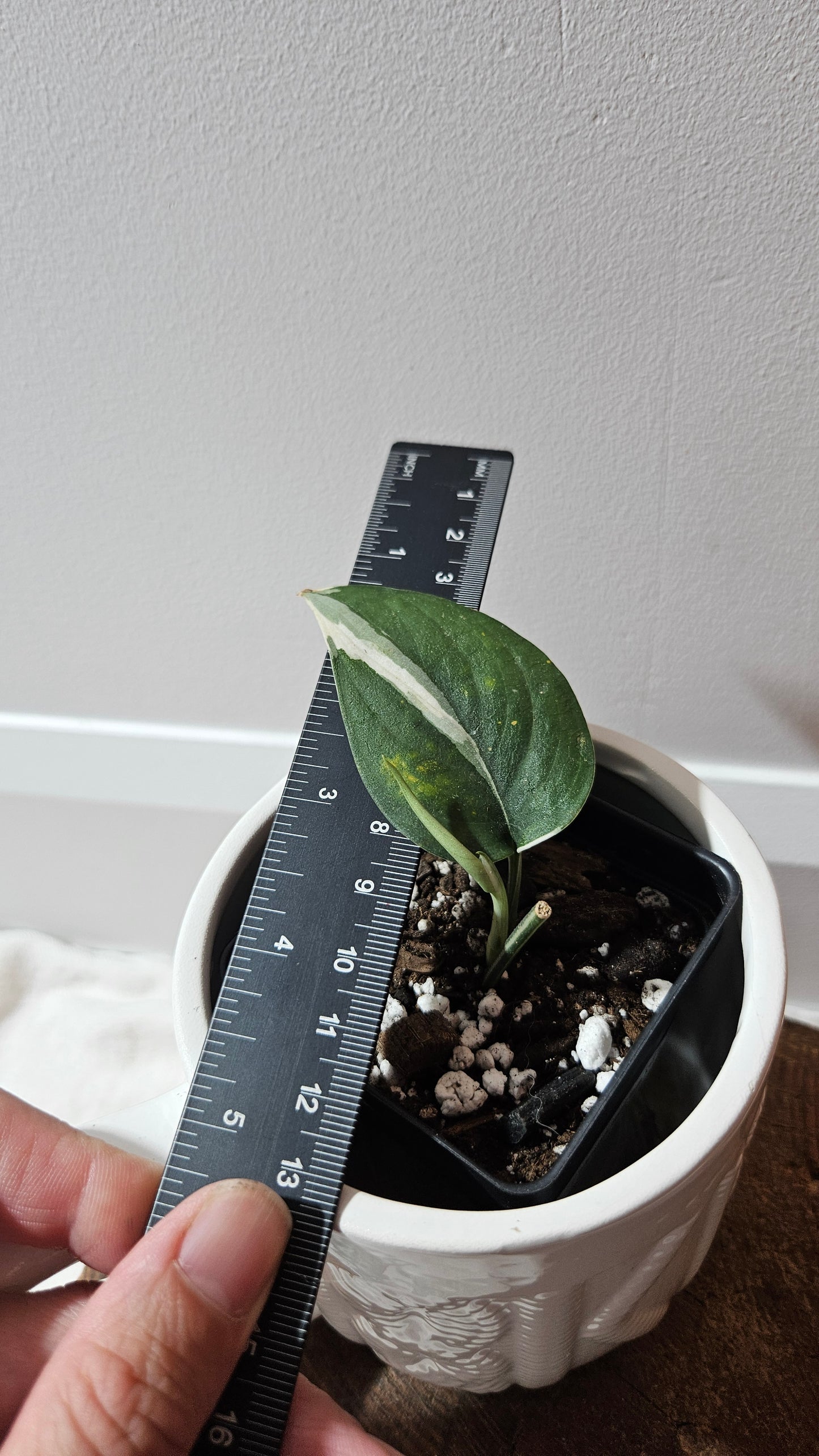 Scindapsus Silver Satin albo (SCI-1246)