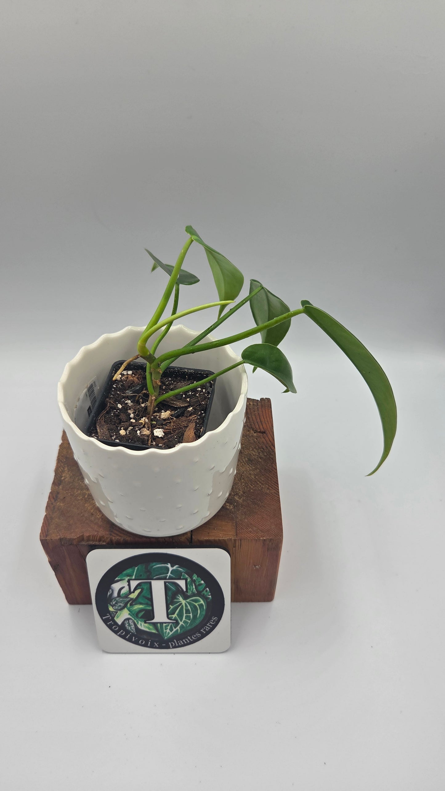 Philodendron Jerryhorne (PHI-551)