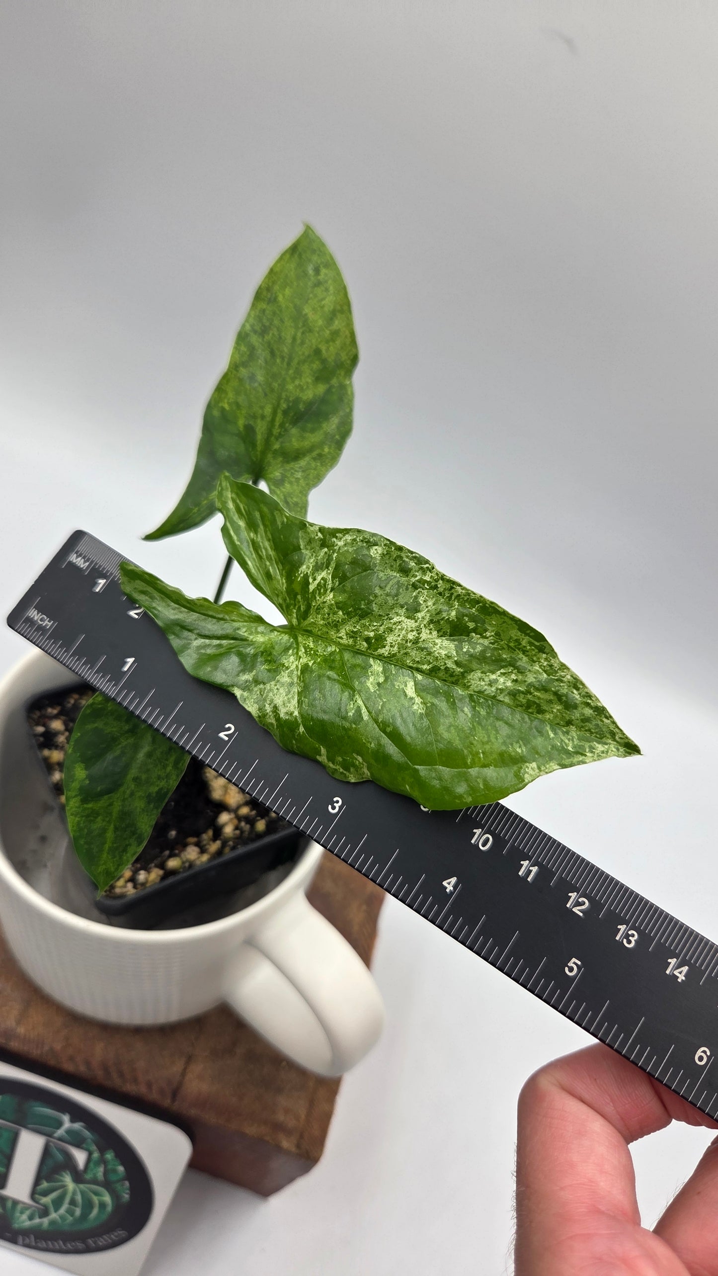 Syngonium Mojito (SYN-516)