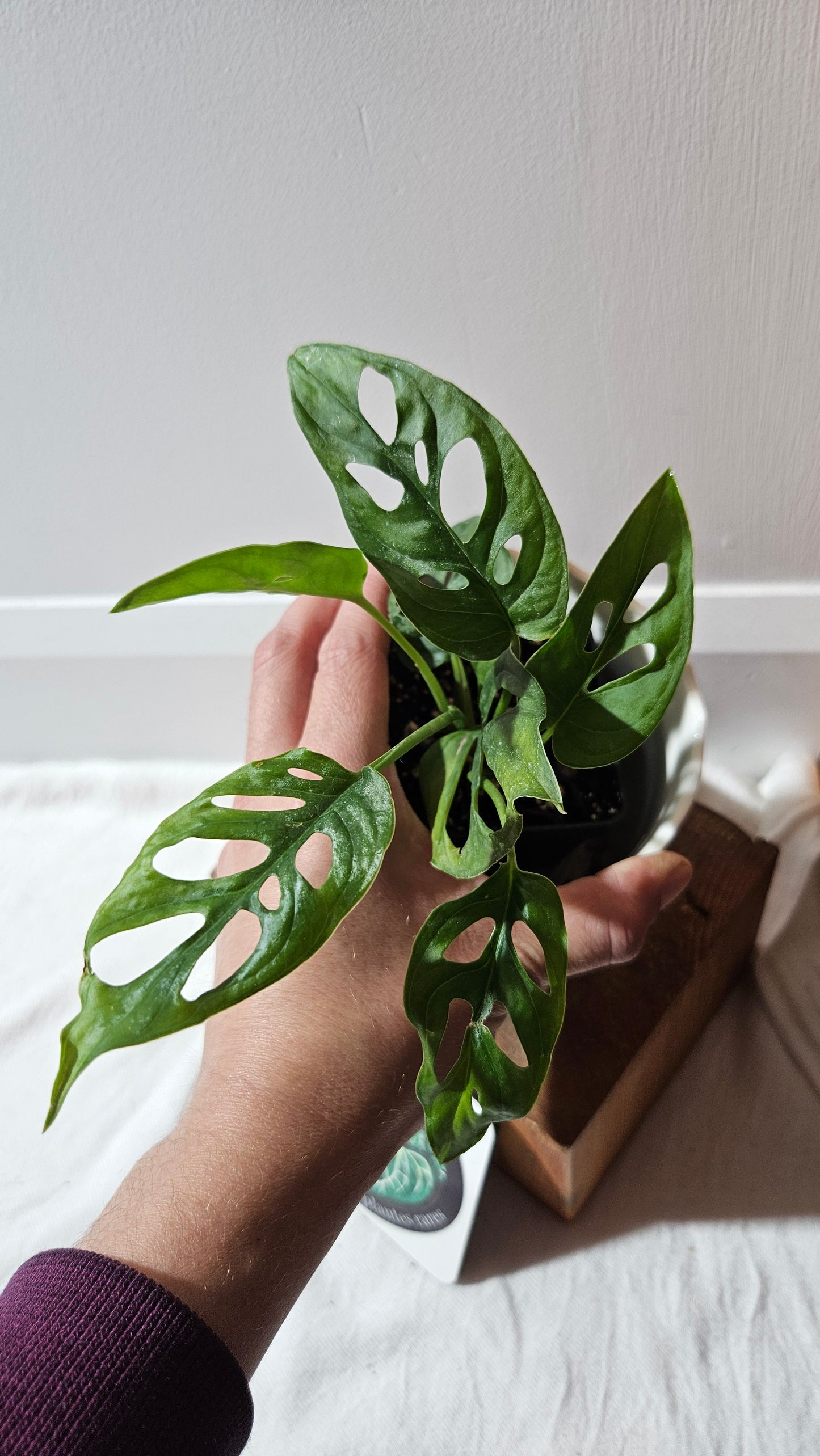 Monstera Obliqua Aff Tena (MON-447)