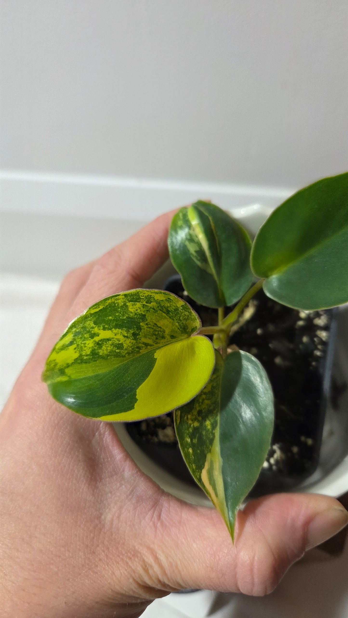 Philodendron Burlemarx Variegata (PHI-967)