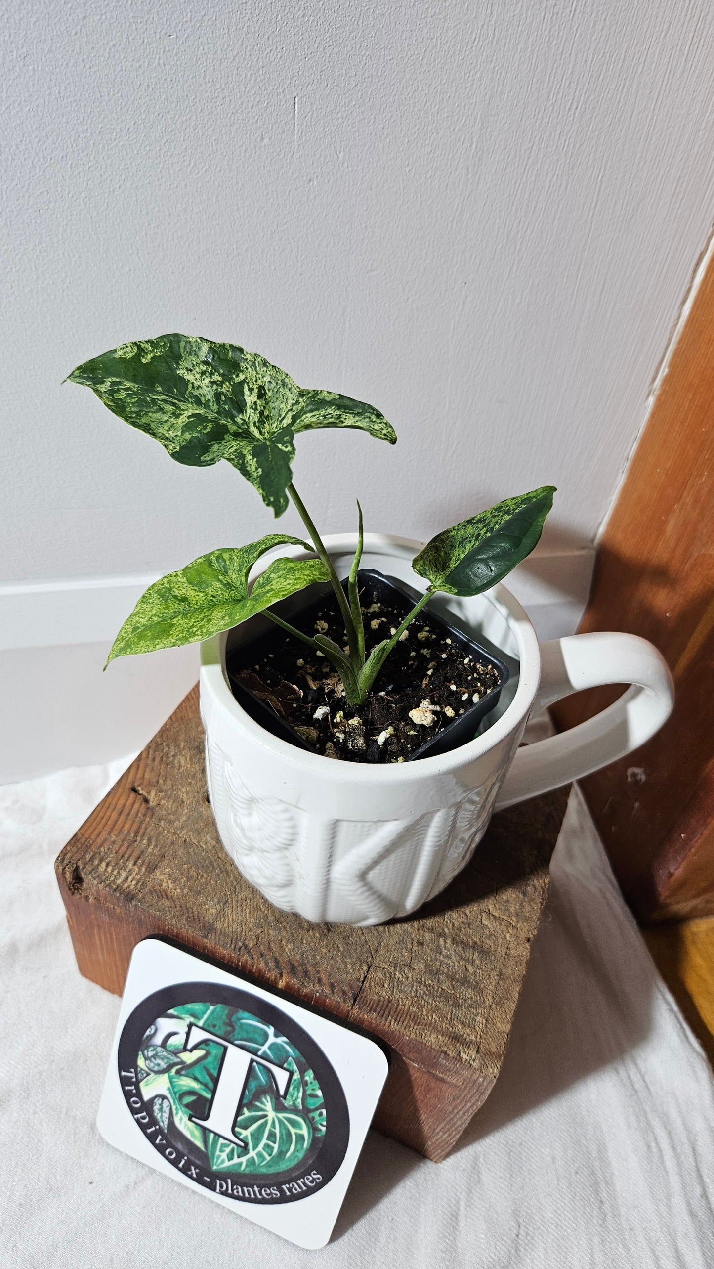 Syngonium Mojito (SYN-462)
