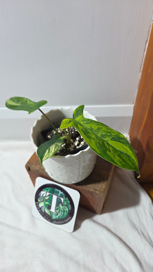 Philodendron Florida Beauty (PHI-963)