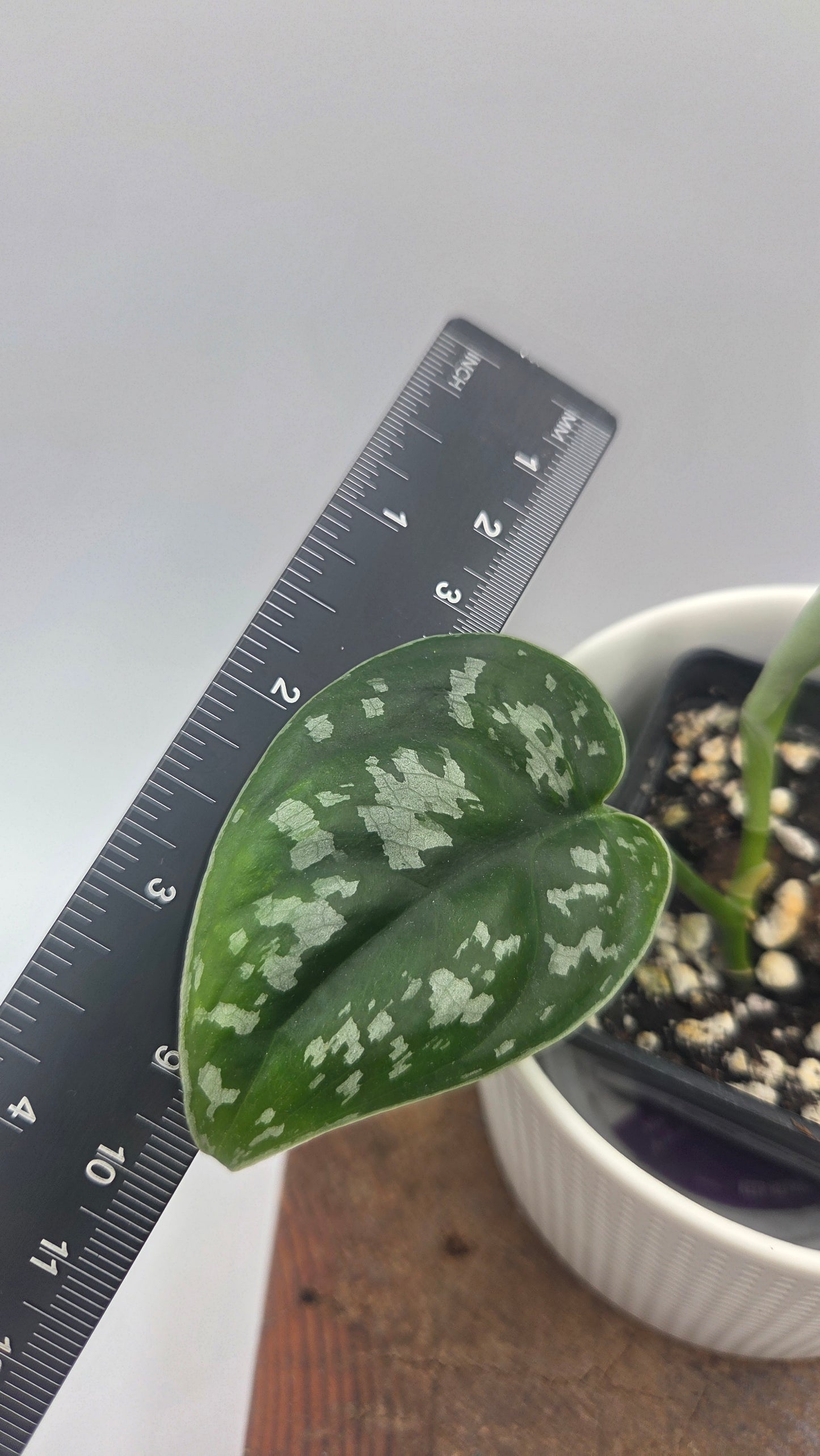 Scindapsus Exotica Batik (SCI-1465)