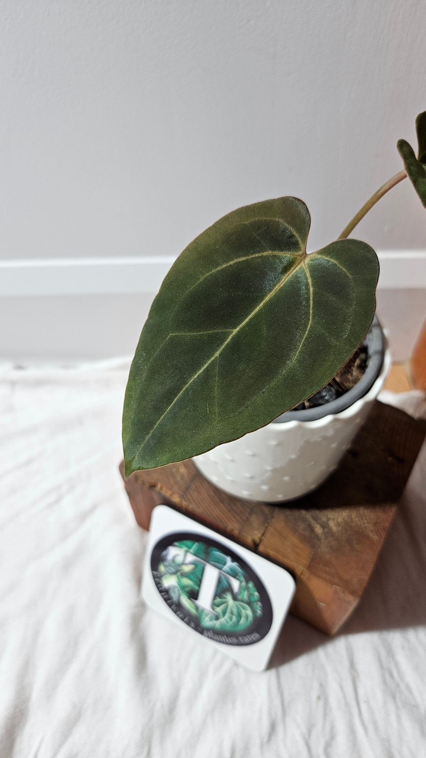 Anthurium Papillilaminum Legend X Fortsherman "format MOYEN" (ANT-620)