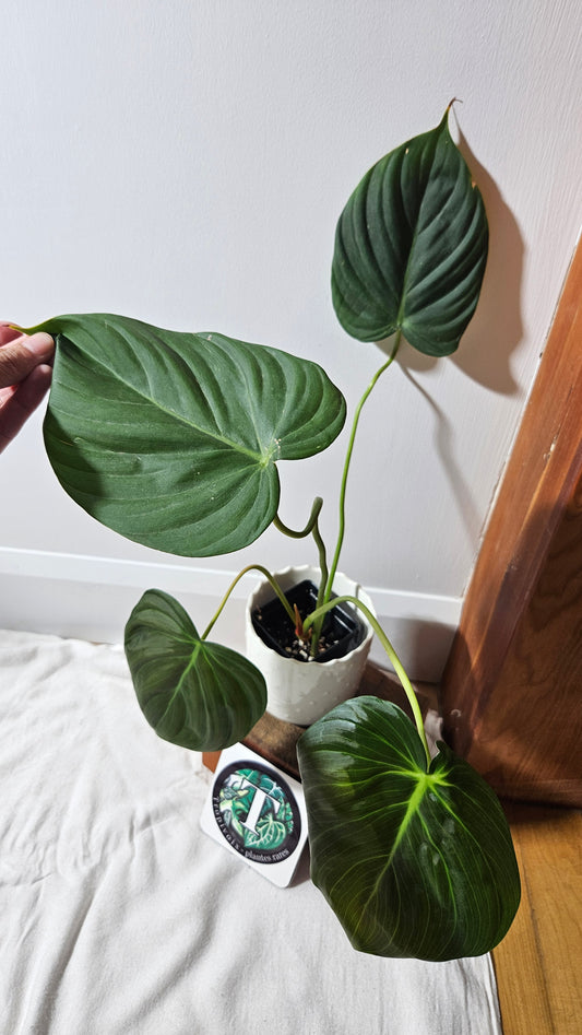 Philodendron Célébration/(Rubrijuvenile X Pastazanum) (PHI-929)