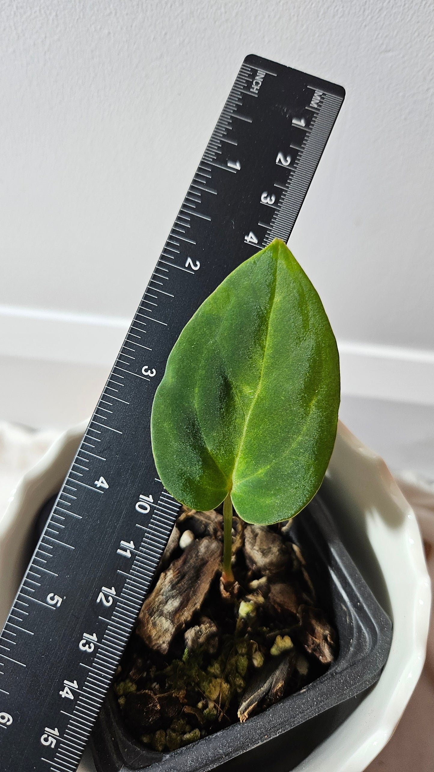 Anthurium Dressleri "format PETIT" (ANT-460)