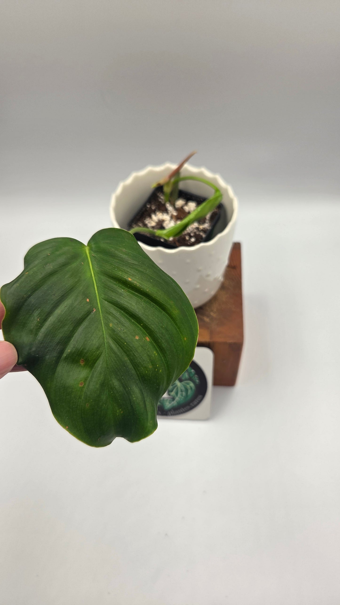 Philodendron Quelatii Round (PHI-1043)