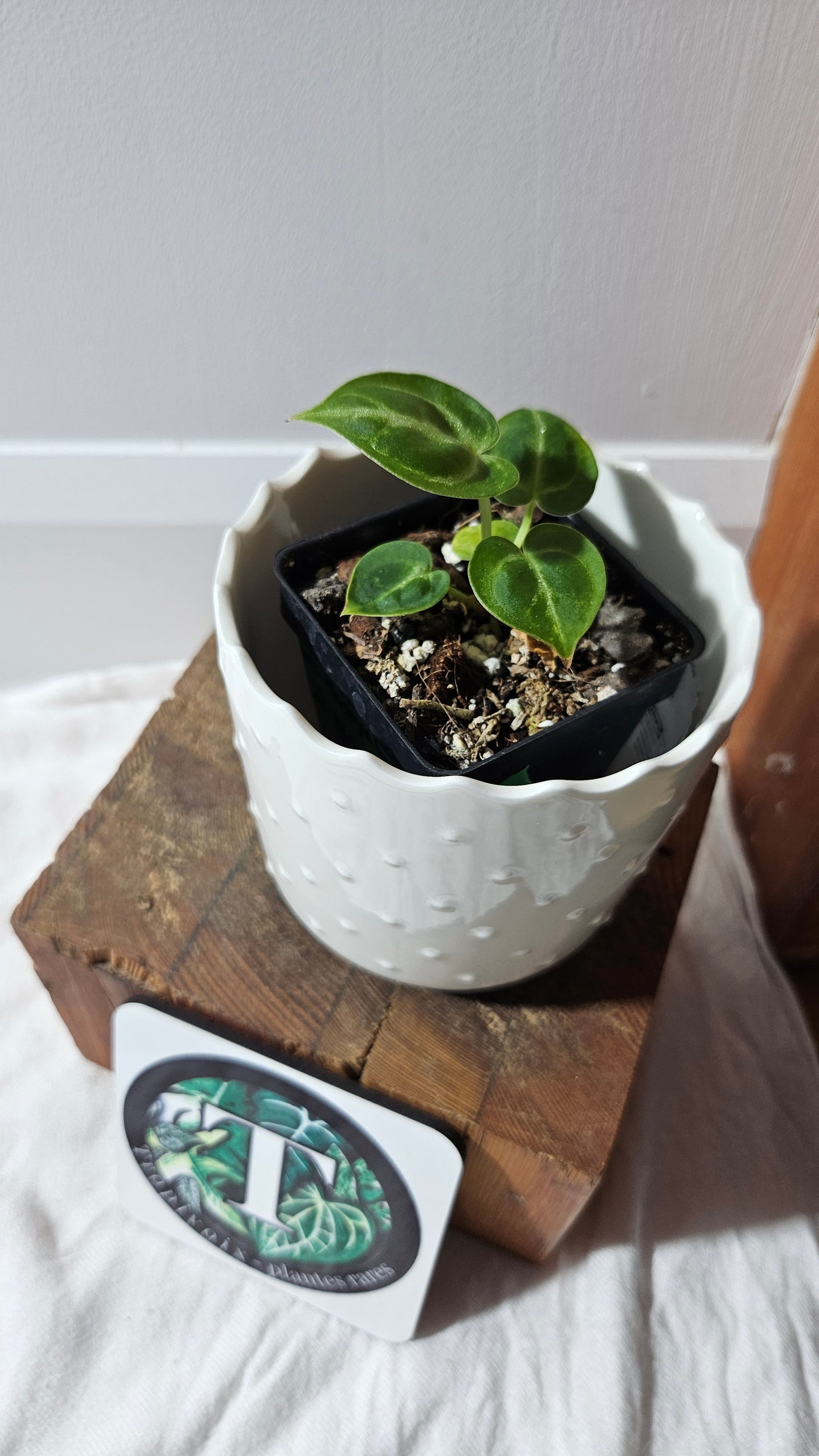 Anthurium Dorayaki Silver "format SEEDLING"( ANT-579)