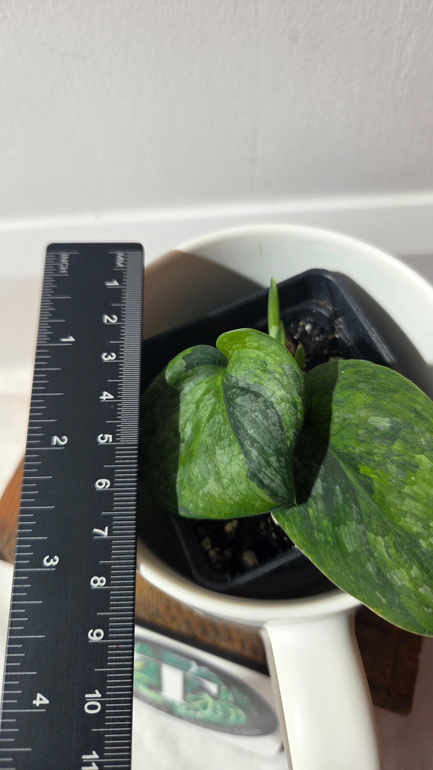 Scindapsus Green Dragon Variegata (SCI-1303)