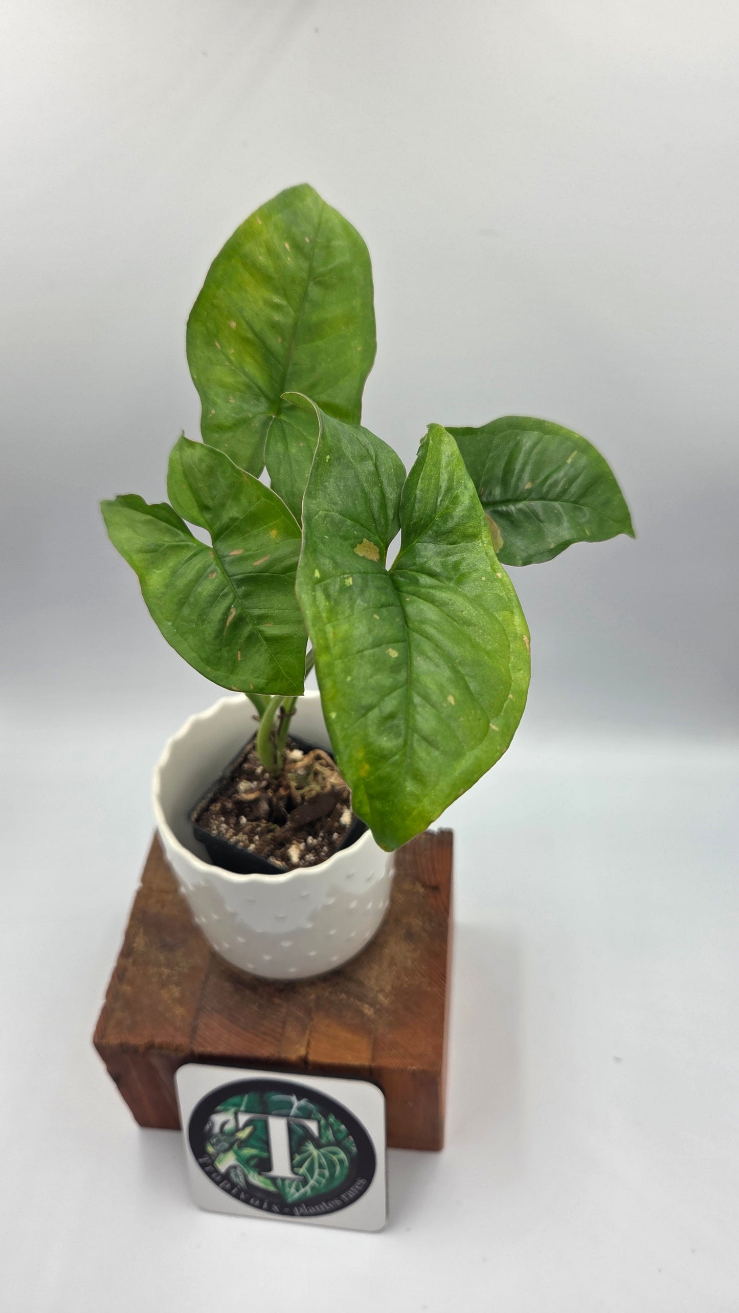 Syngonium Pink Splash Allusion (SYN-505)