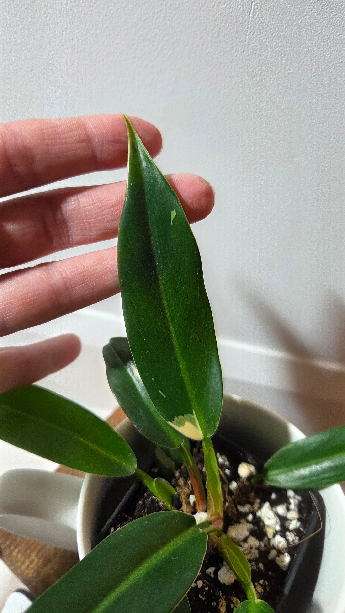 Philodendron Wend Imbe Variegata (PHI-975)