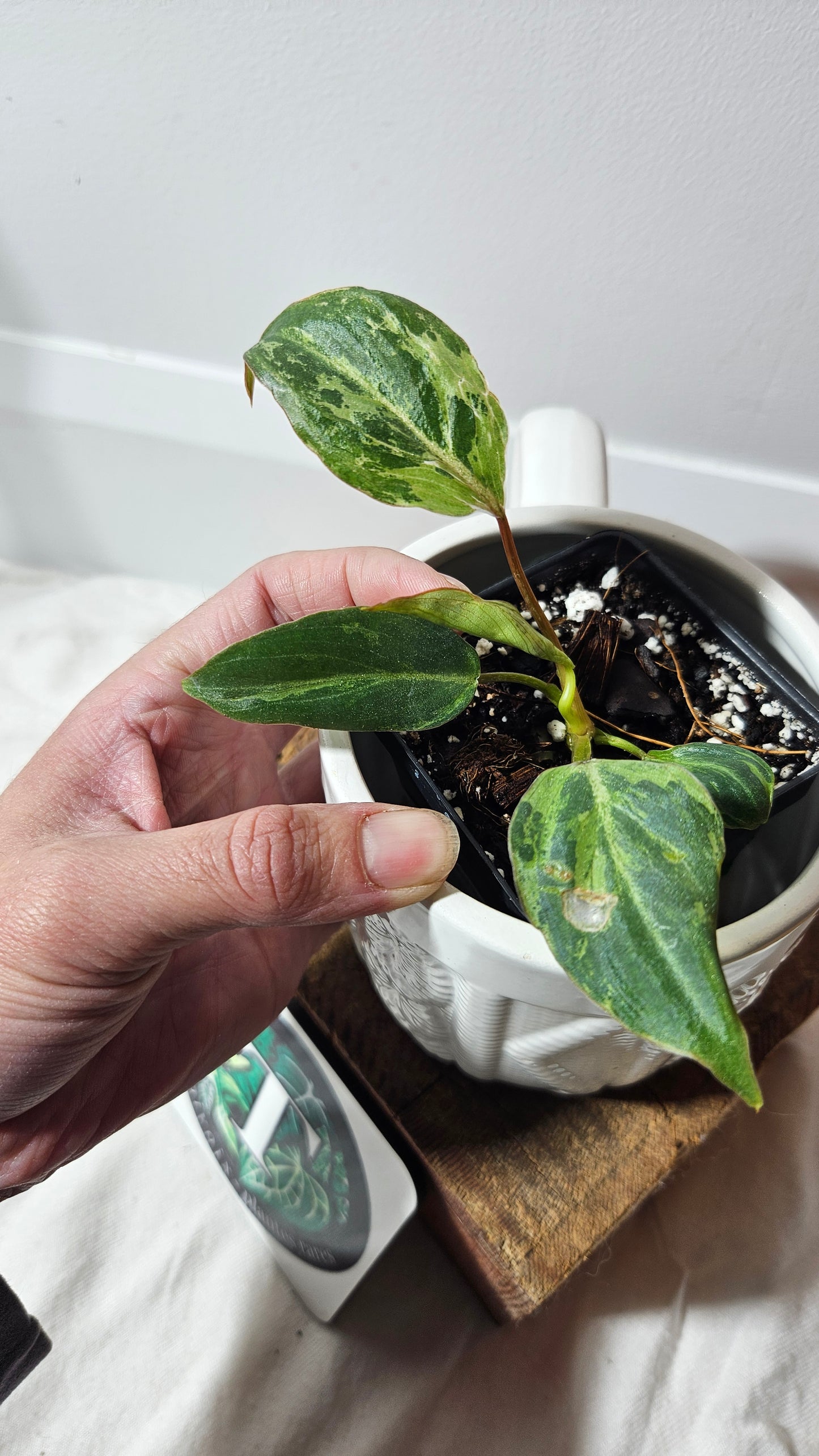 Philodendron Gloriosum "Snow leopard" (PHI-609)