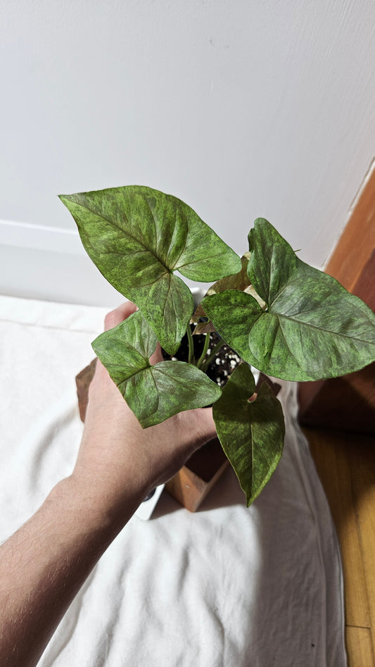 Syngonium Matcha Sprinkle (SYN-434)