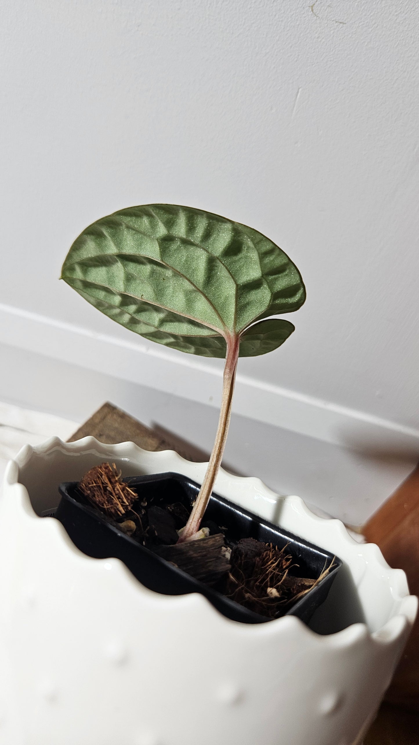 Anthurium Luxurians Round Velvet  "format PETIT" (ANT-167)